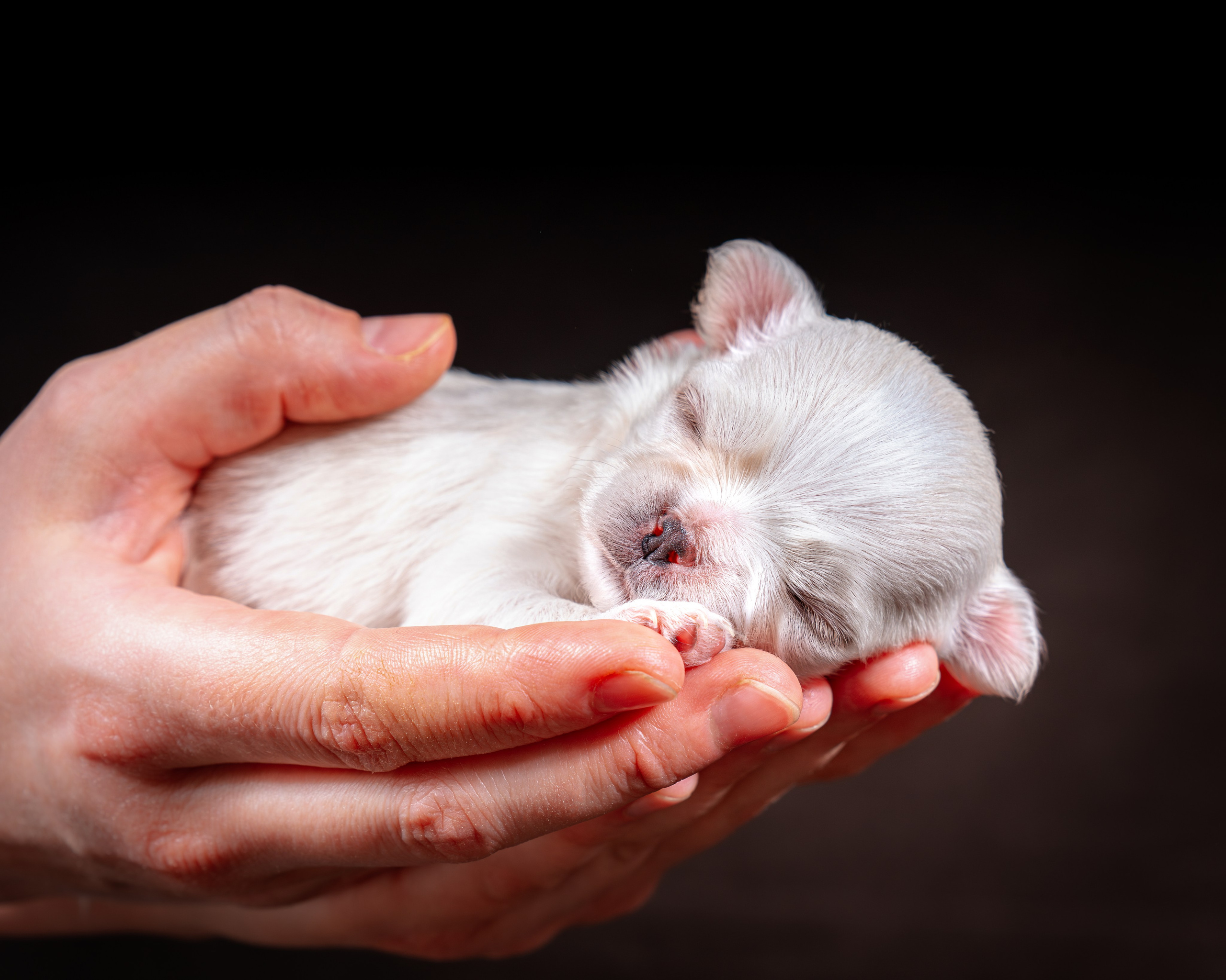 ФОТОПАМЯТЬ ВАШИХ ЭМОЦИЙ. Фотограф-анималист, семейный фотограф в Москве и Подмосковье. Фотосъёмка кинологических дисциплин