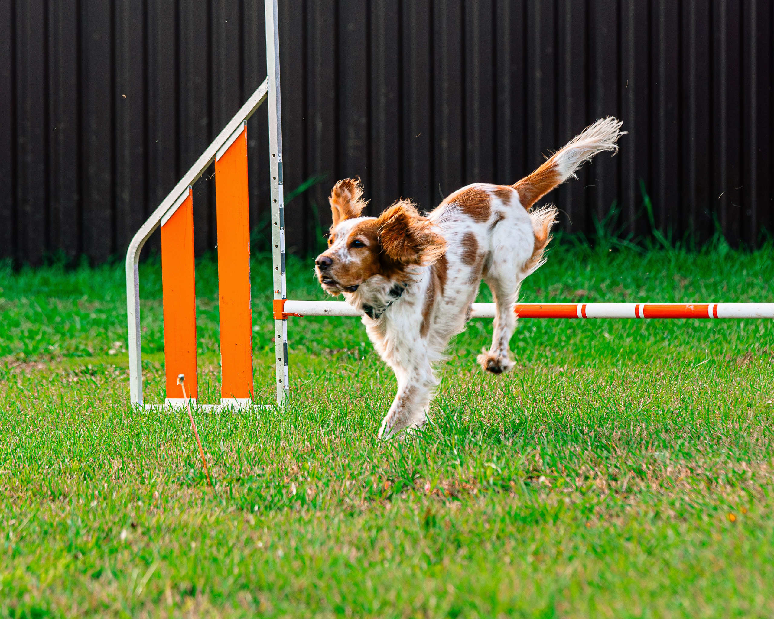 Ваш путь к ПОБЕДЕ (ТРЕНИРОВКИ). Фотограф-анималист, семейный фотограф в Москве и Подмосковье. Фотосъёмка кинологических дисциплин