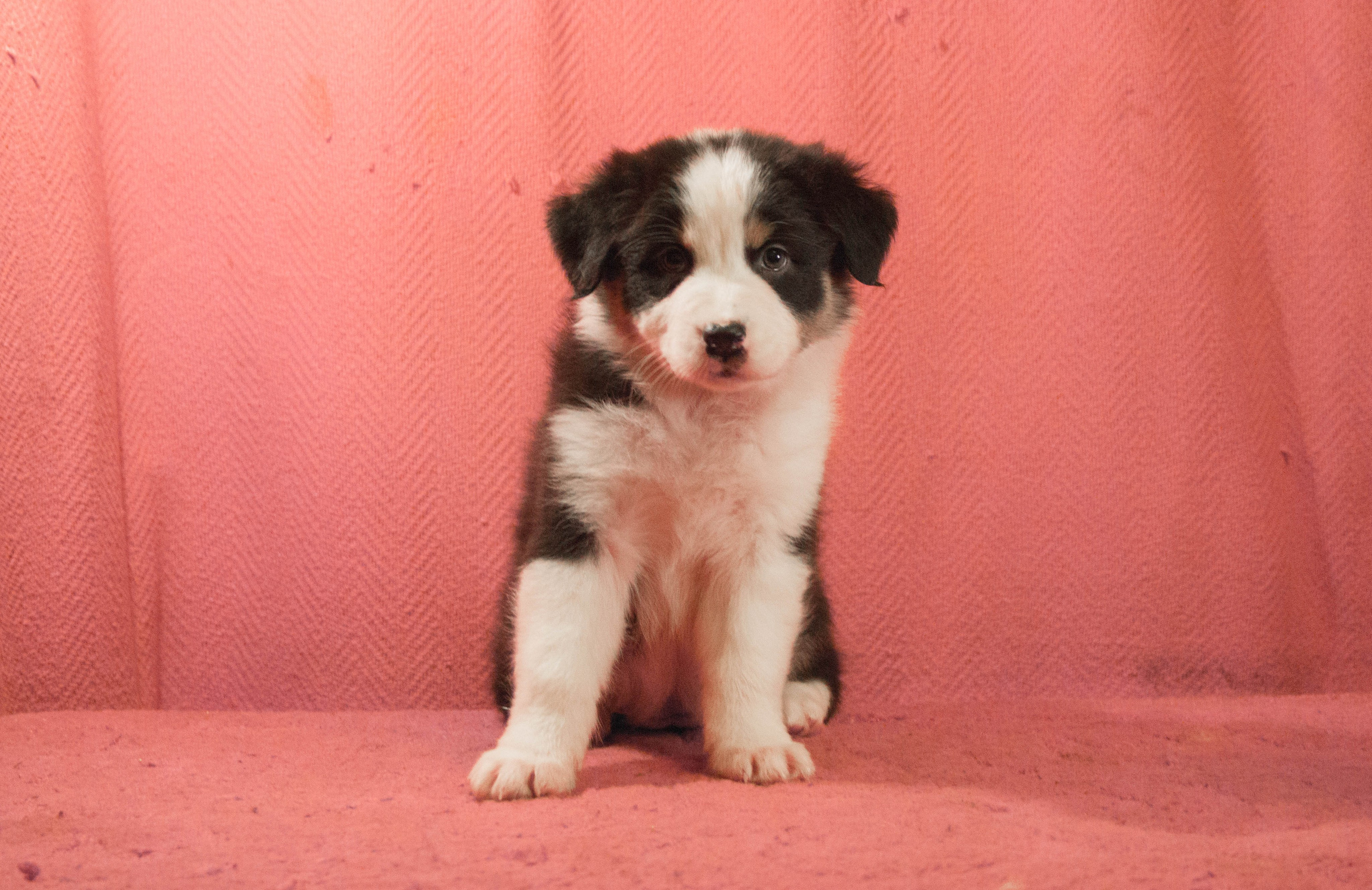 Рави. BLGKV питомник собак