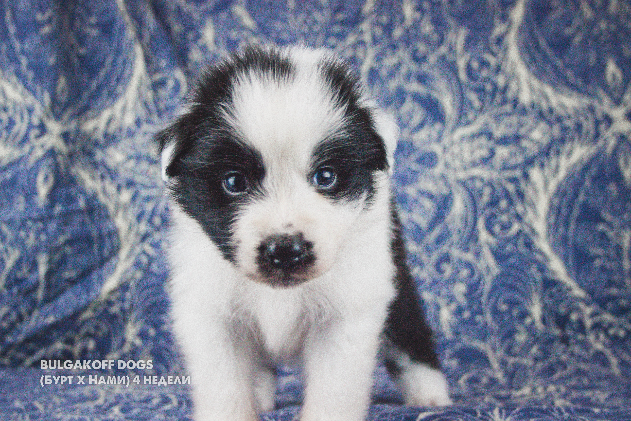 Карныш. BLGKV питомник собак