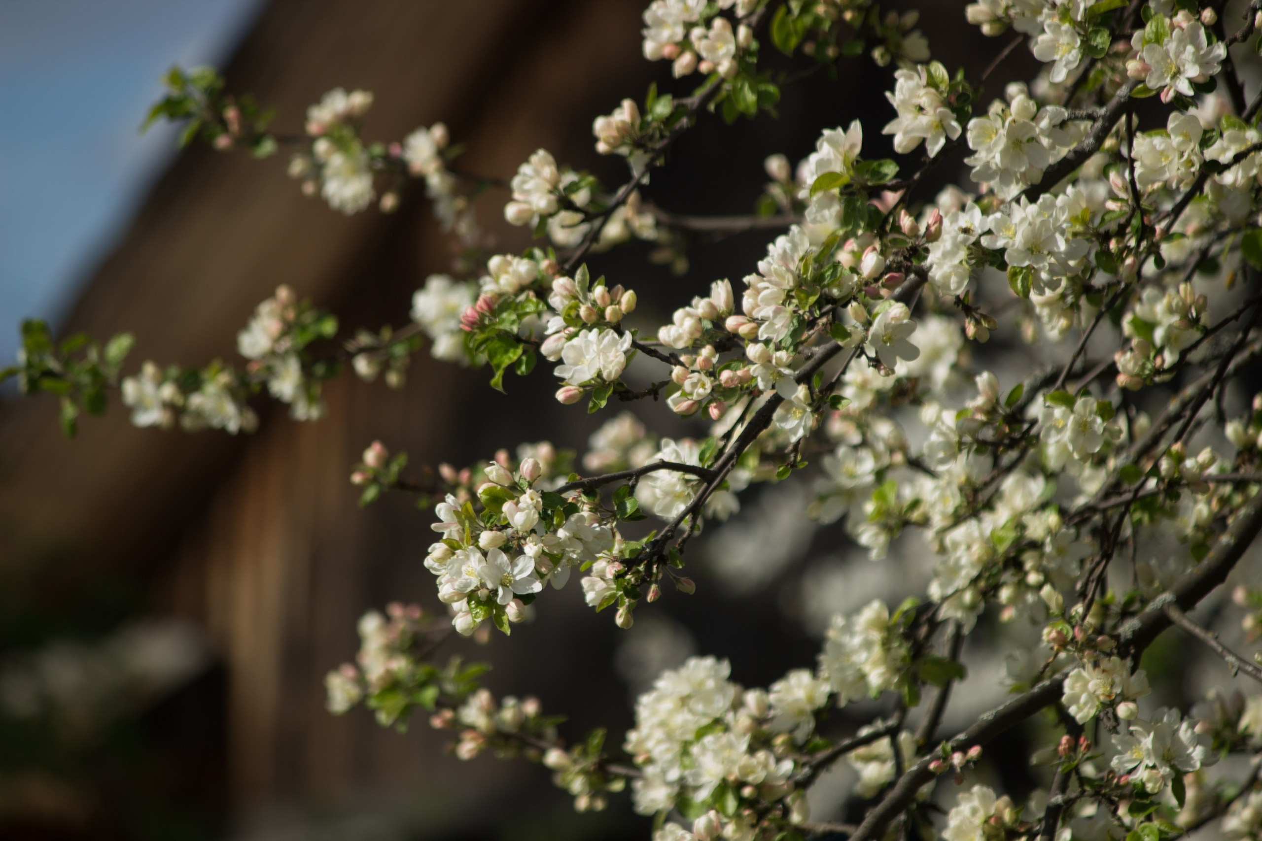 Русская деревня. Детский и семейный фотограф, фотограф мероприятий Нижний Новгород