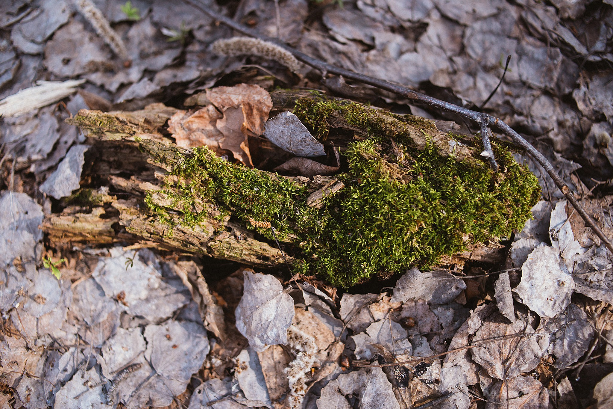 Весенняя прогулка. Детский и семейный фотограф, фотограф мероприятий Нижний Новгород