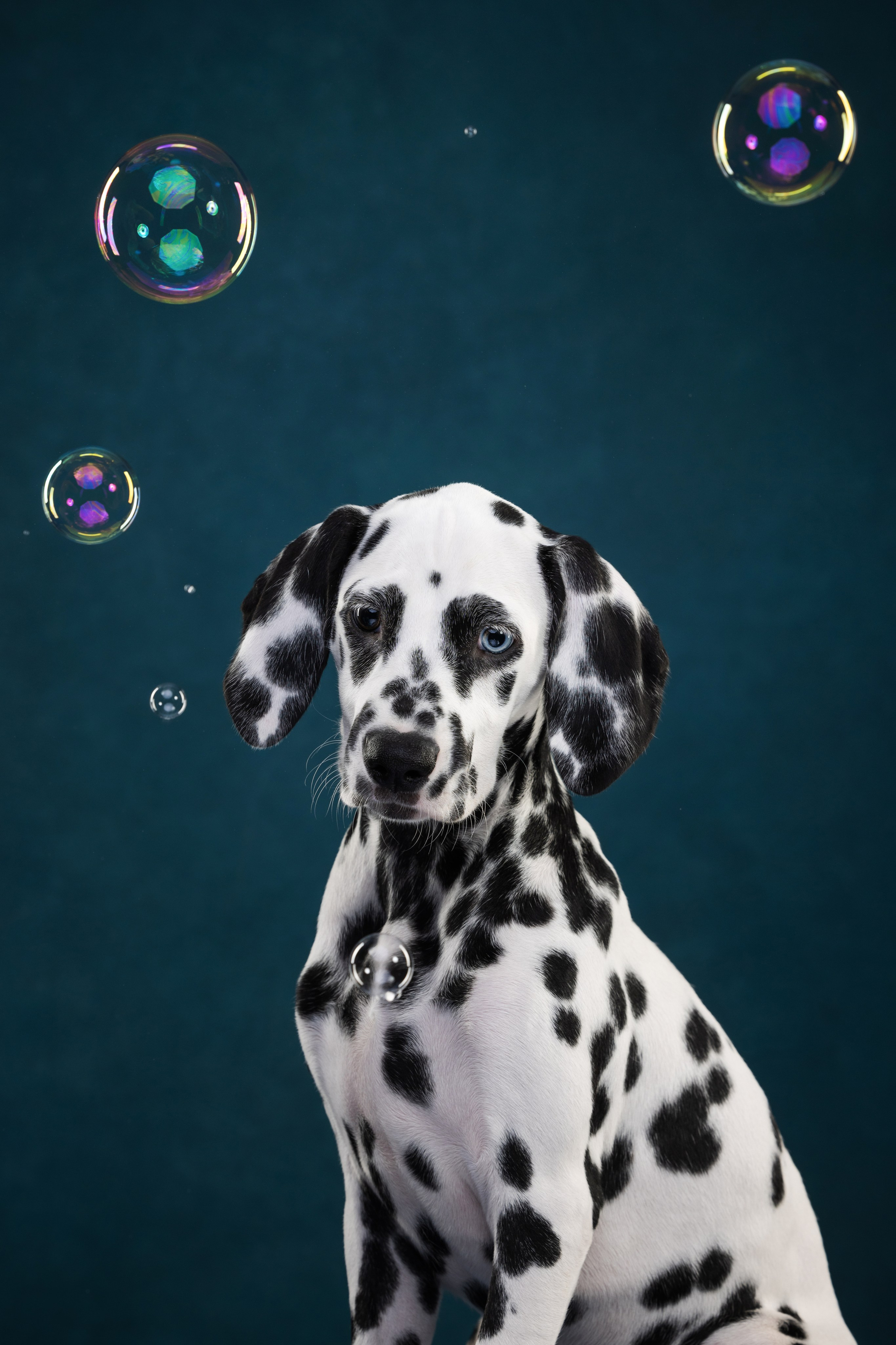 Далматин Одри. Фотограф анималист Осипчикова Мария