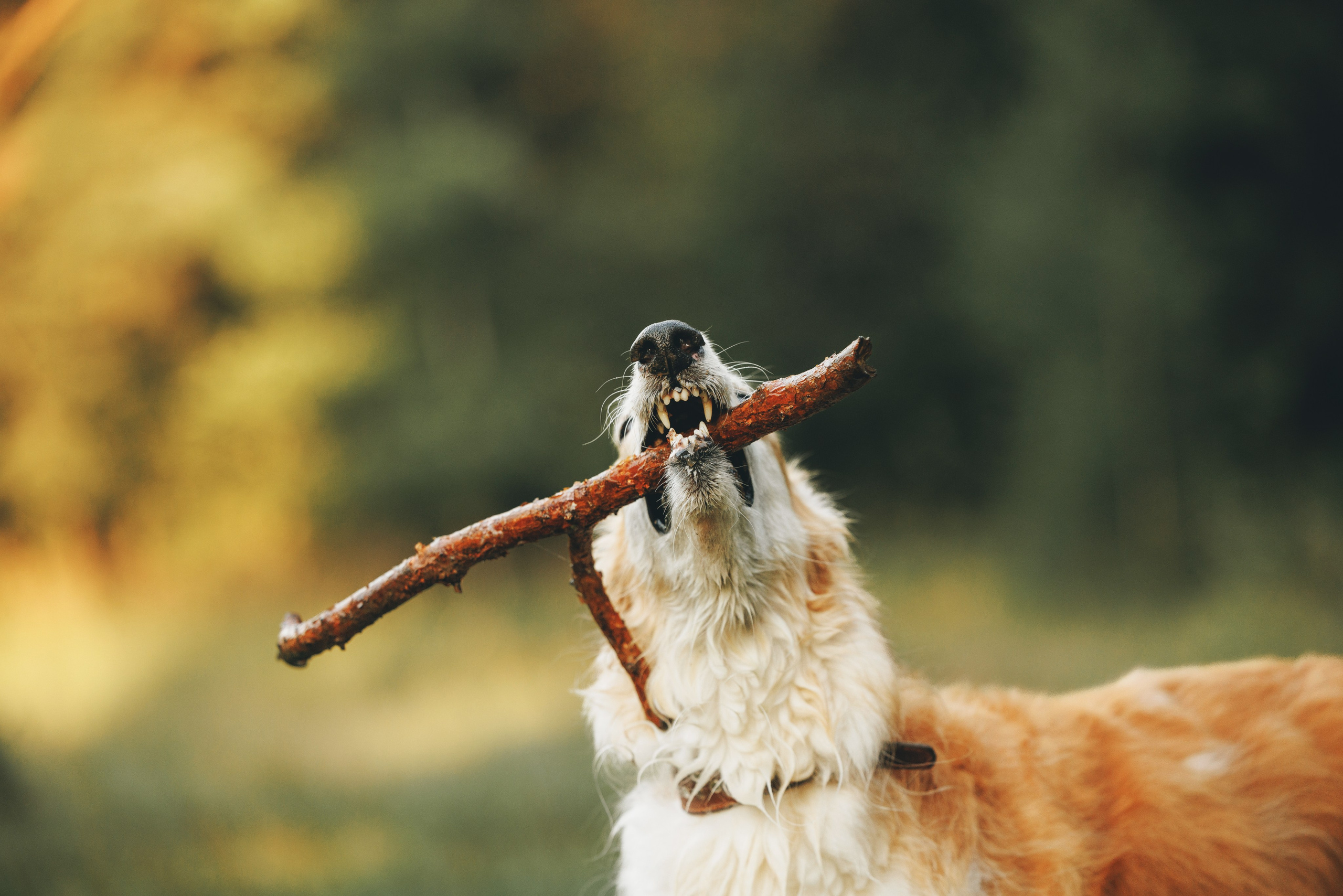 Сергей, Оксана и Жара. Фотограф анималист Осипчикова Мария