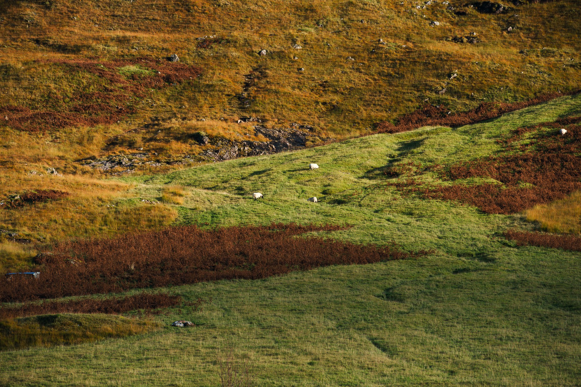 Суровый горный склон острова Скай, Шотландия, с пасущимися овцами среди зеленой и бурой травы, освещенный солнцем.