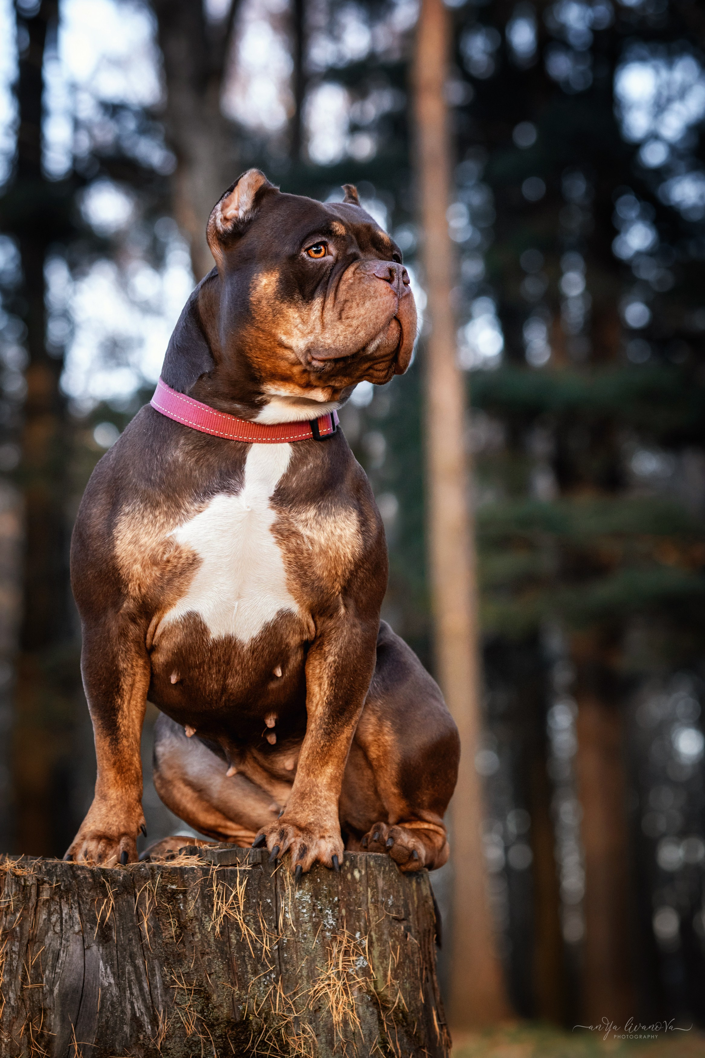 Луна. Фотограф анималист Аня Ливанова | Рыбинск