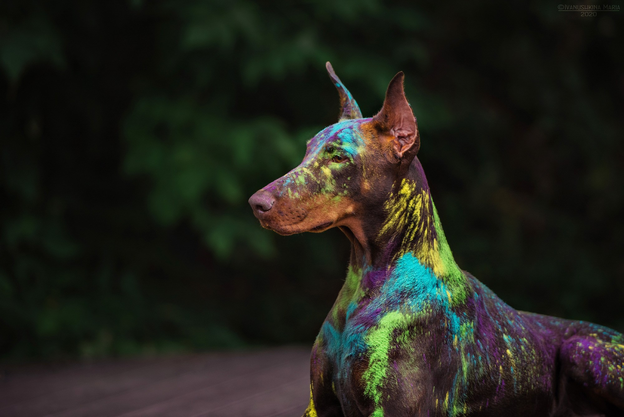 Фотосессия собаки с красками холи. Фотограф собак в Москве и Московской области Иванушкина Мария