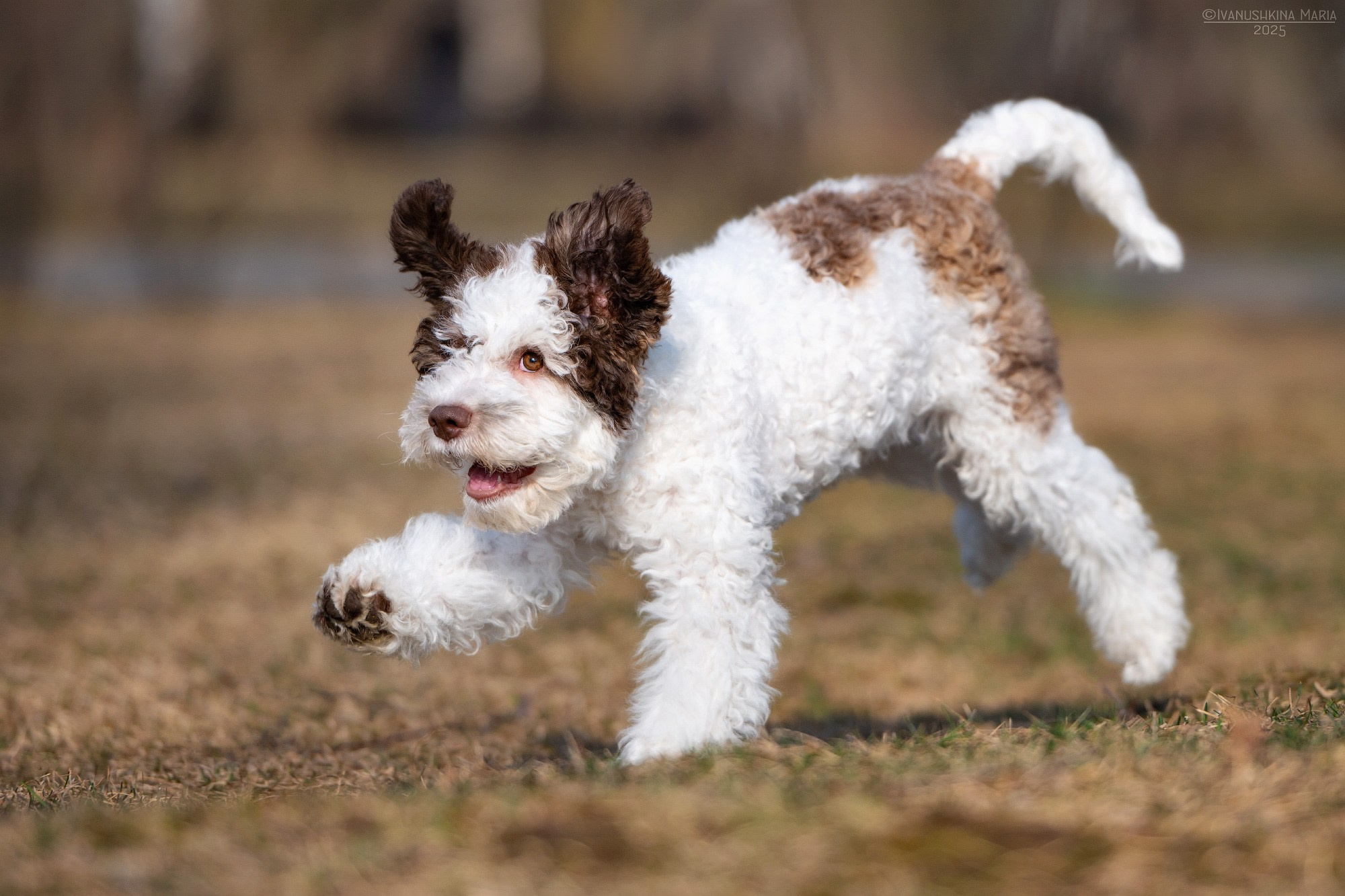 Фотограф-анималист. Фотограф собак в Москве и Московской области Иванушкина Мария