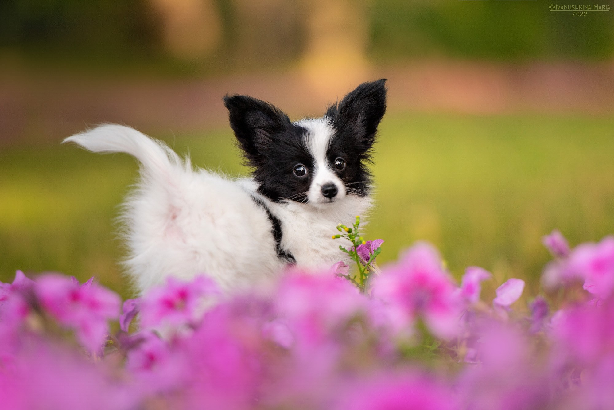 Фотосессия щенков на продажу. Фотограф собак в Москве и Московской области Иванушкина Мария