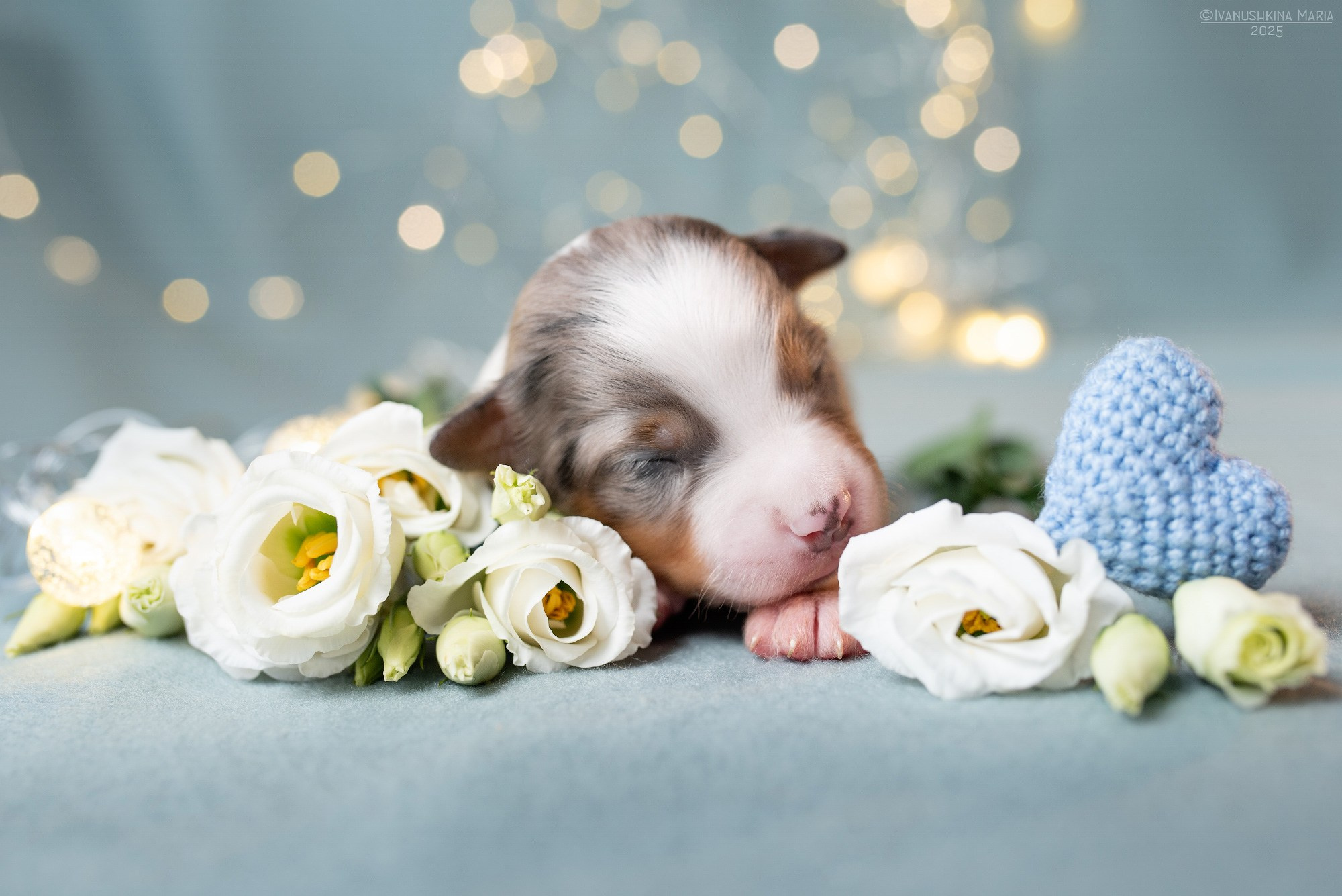 Ньюборн фотосессия щенков. Фотограф собак в Москве и Московской области Иванушкина Мария