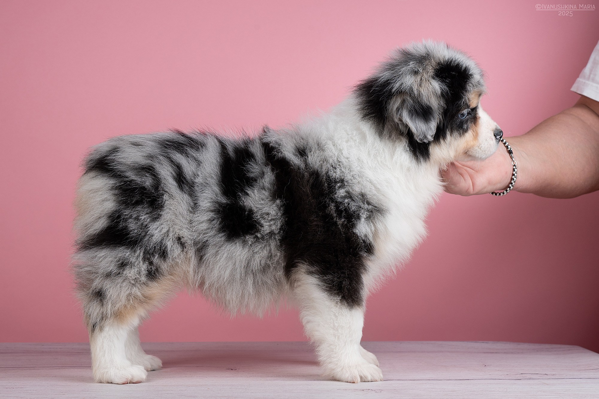 Экстерьерная фотосессия собаки. Фотограф собак в Москве и Московской области Иванушкина Мария