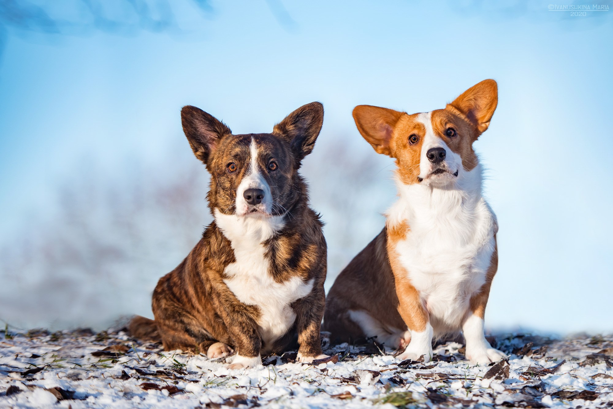 вельш корги кардиган тигровый и рыжий