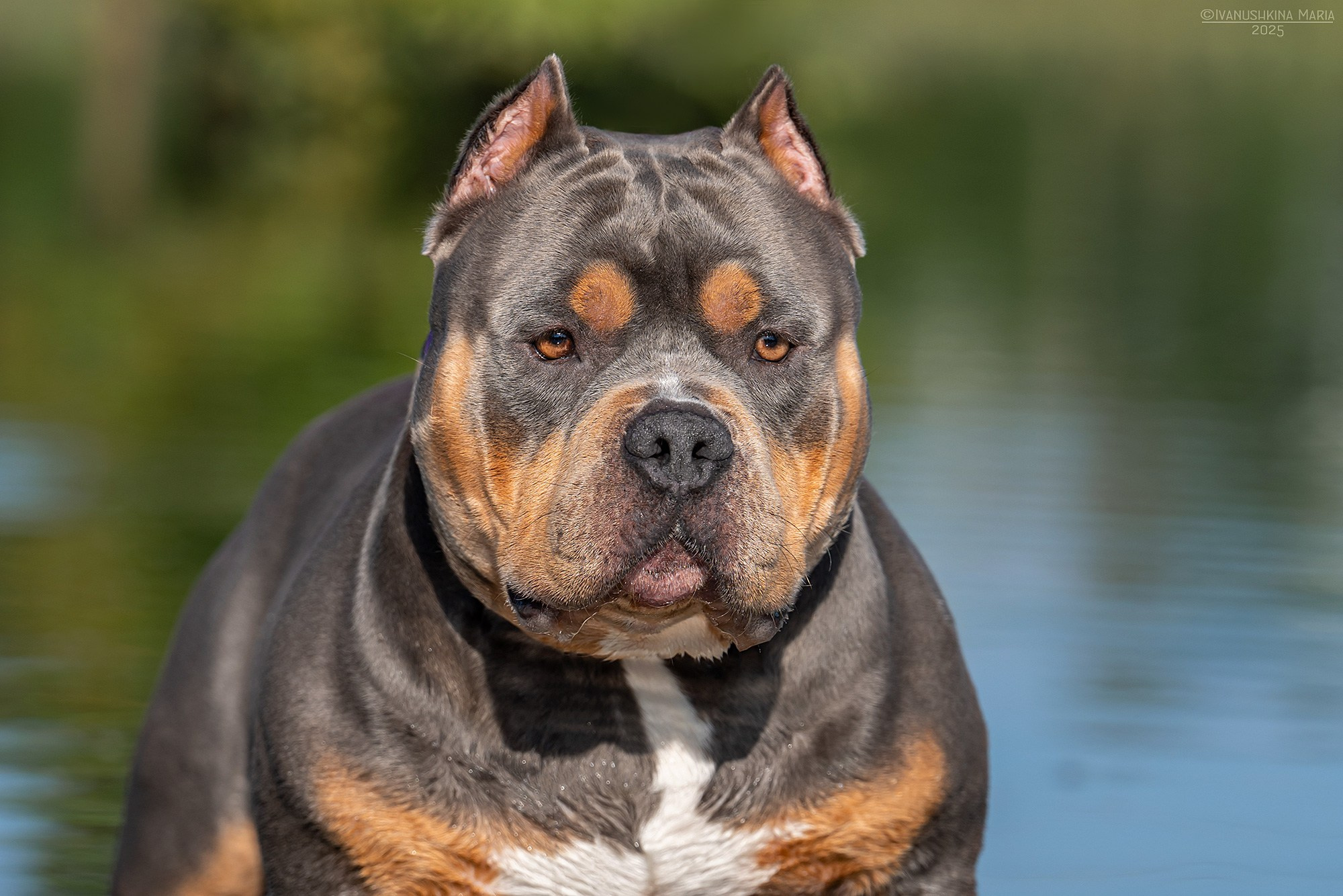 Фотограф-анималист. Фотограф собак в Москве и Московской области Иванушкина Мария