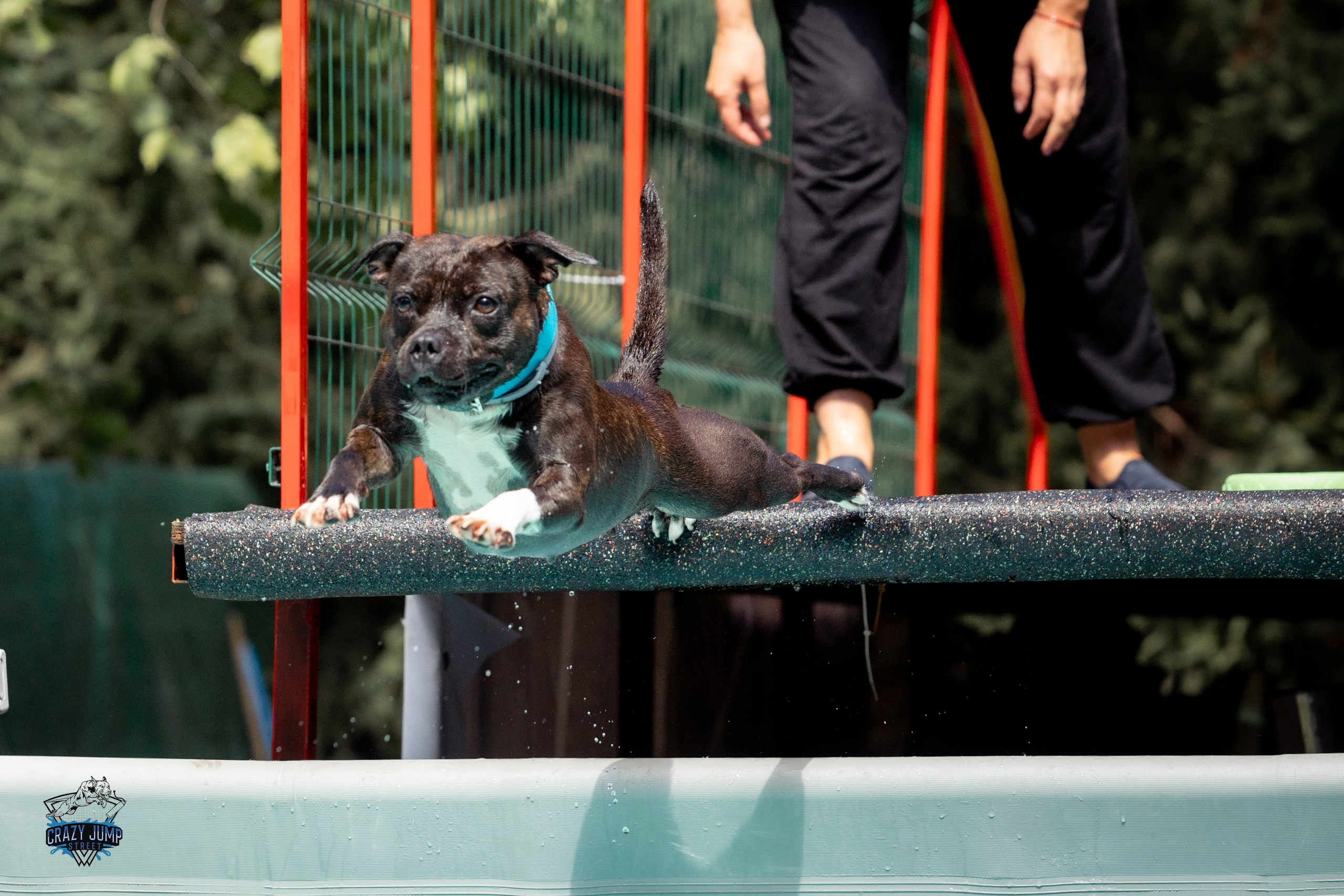 Собаки, спорт, Док дайвинг. Свадебный и репортажный фотограф в Москве и Московской области