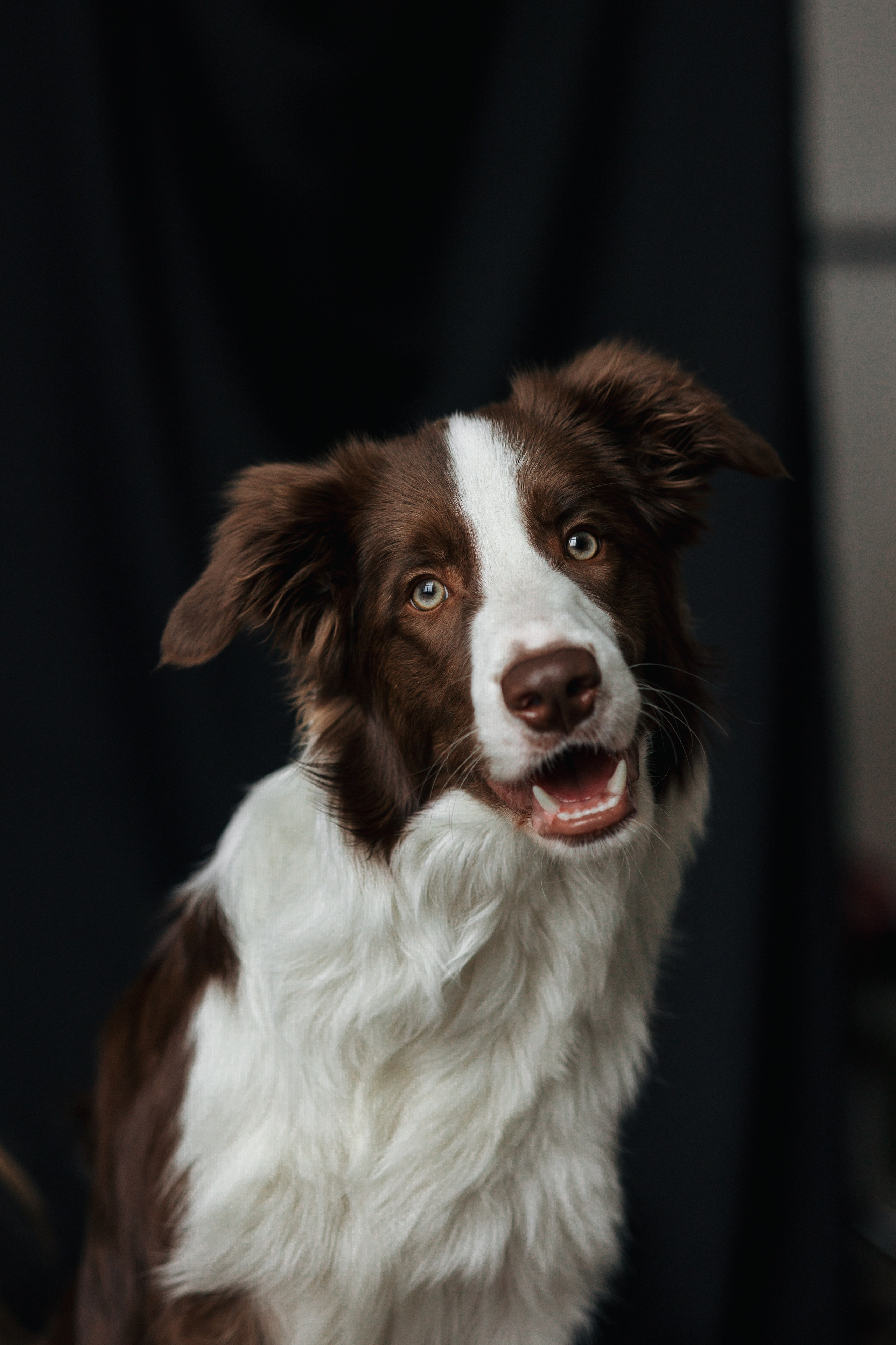 Настя и Симба. Фотограф — Анималист | Санкт-Петербург