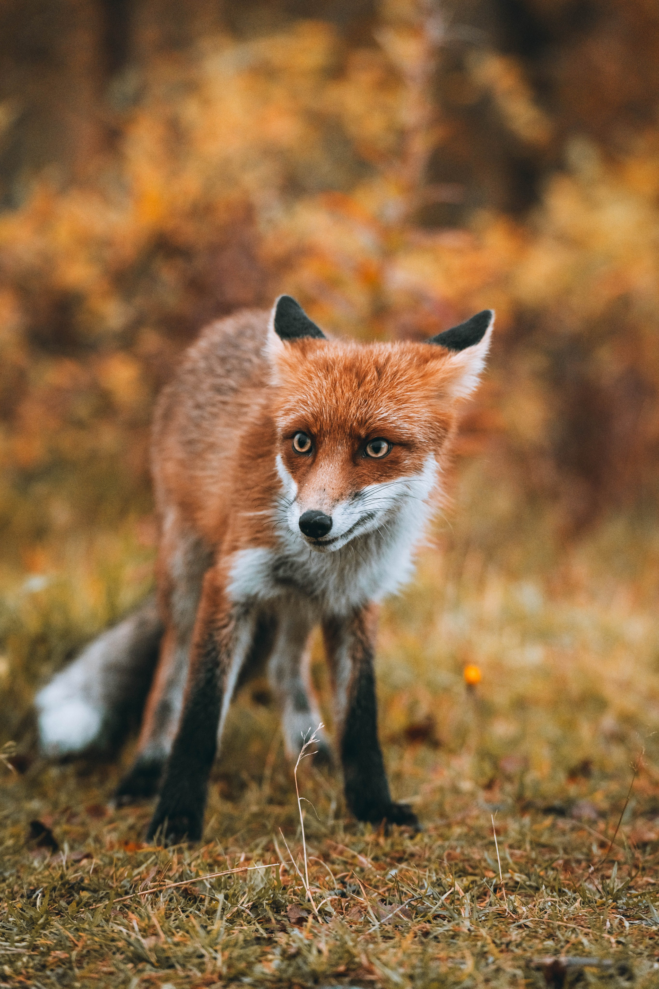 СЕВЕР. Event фотограф Степанова Александра