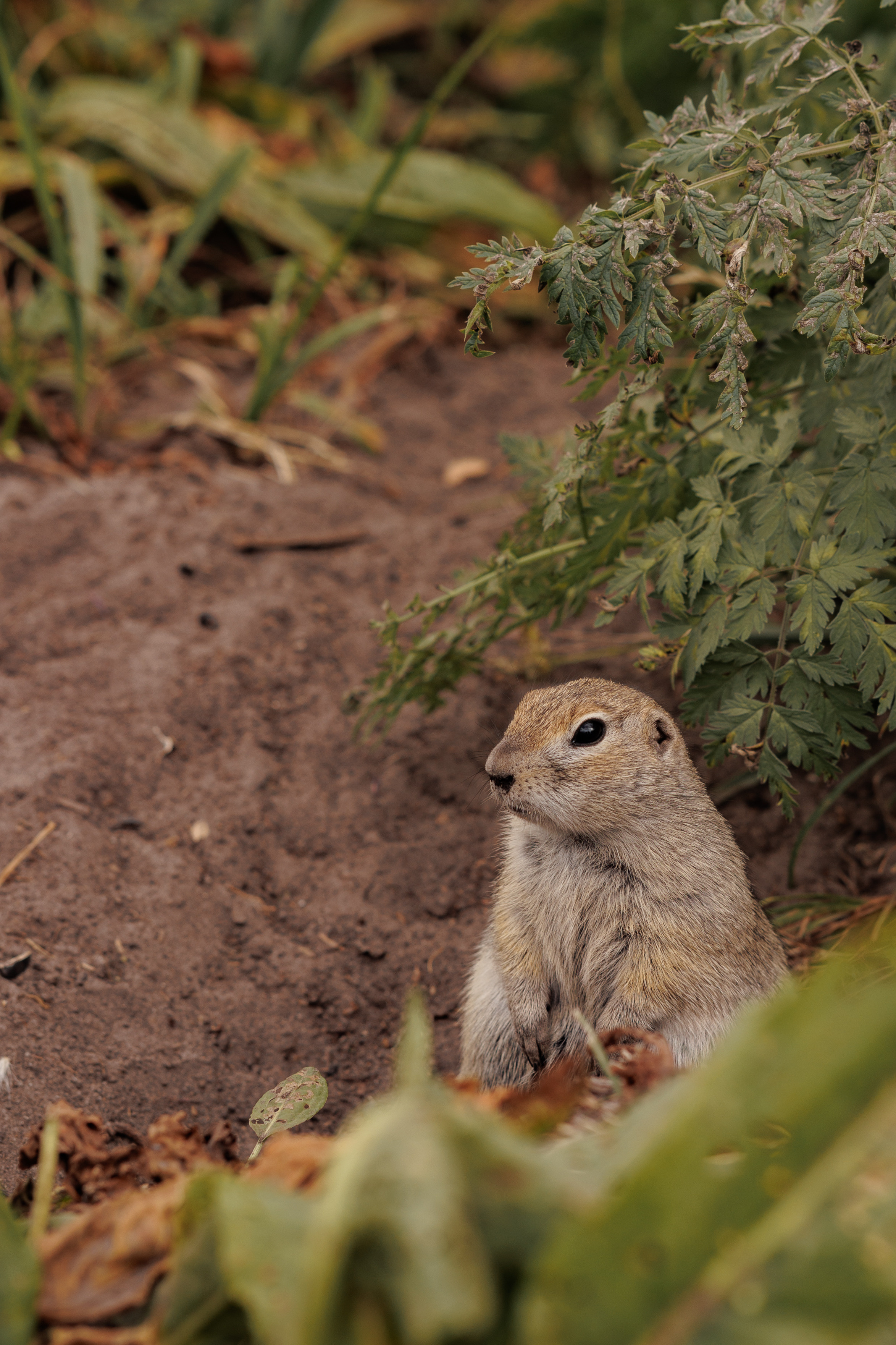 Фотосессии в горах. Семейный фотограф Пятигорск, Кисловодск, Эльбрус. Марина Вяликова