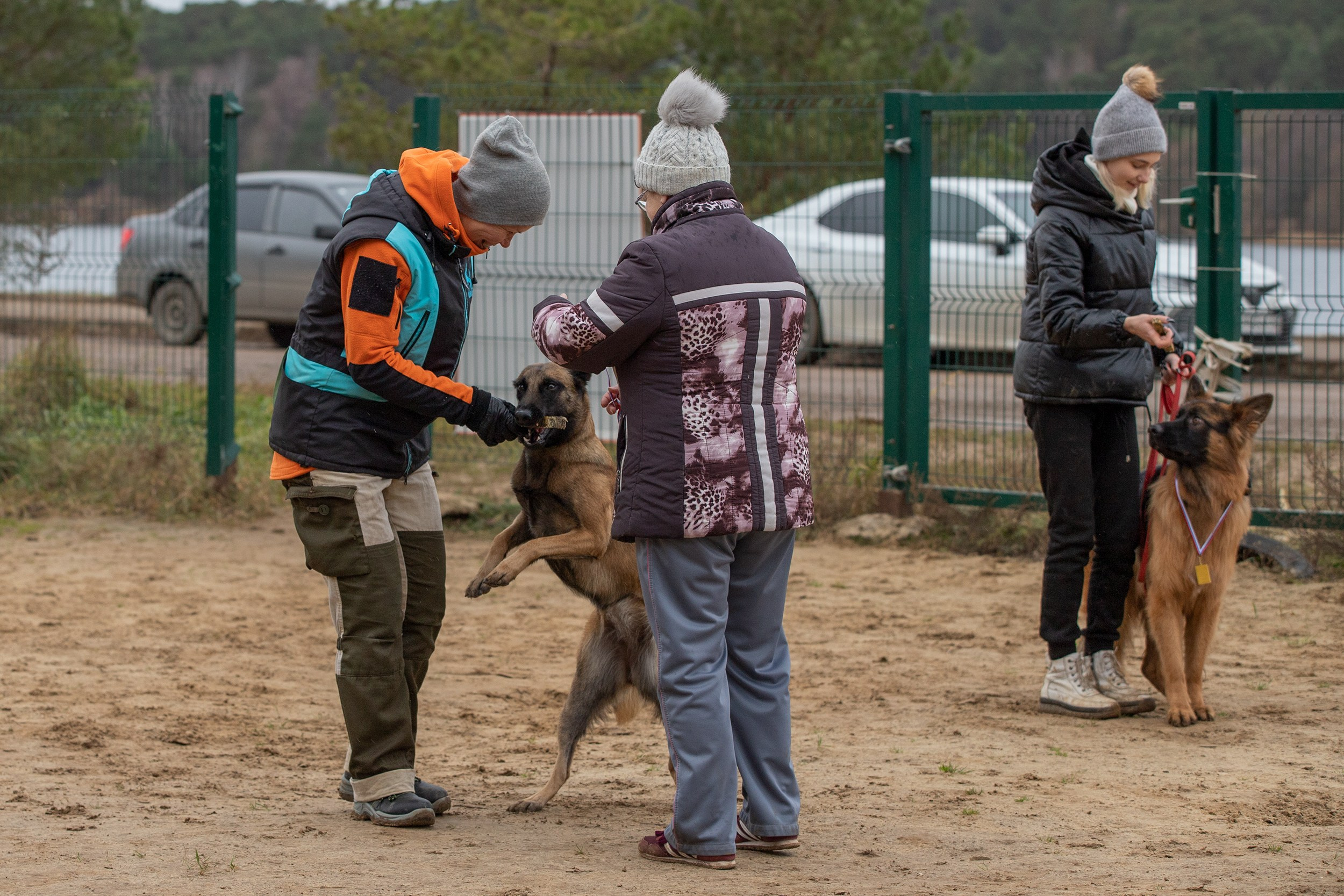 Вера и Чейз на экзамене ОКД. Фотограф-анималист в Калуге Мария Шерскова