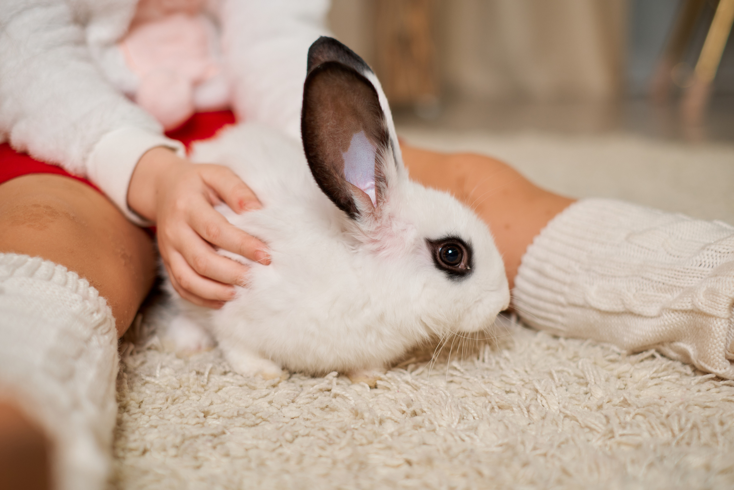Год Кролика. Семейная фотосессия. Фотограф Таганрог Анна Трайжон