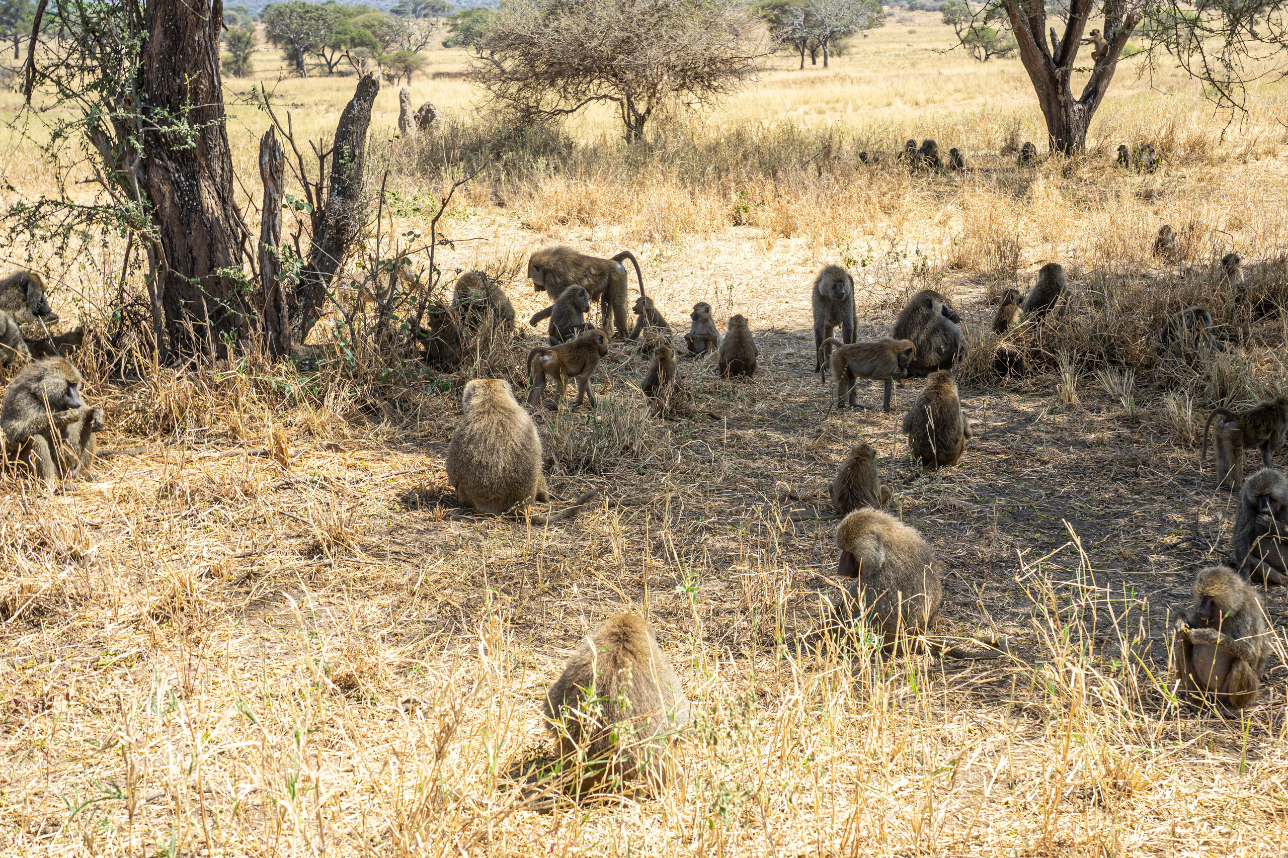 Танзания, сафари, 2025. Творческие сьемки