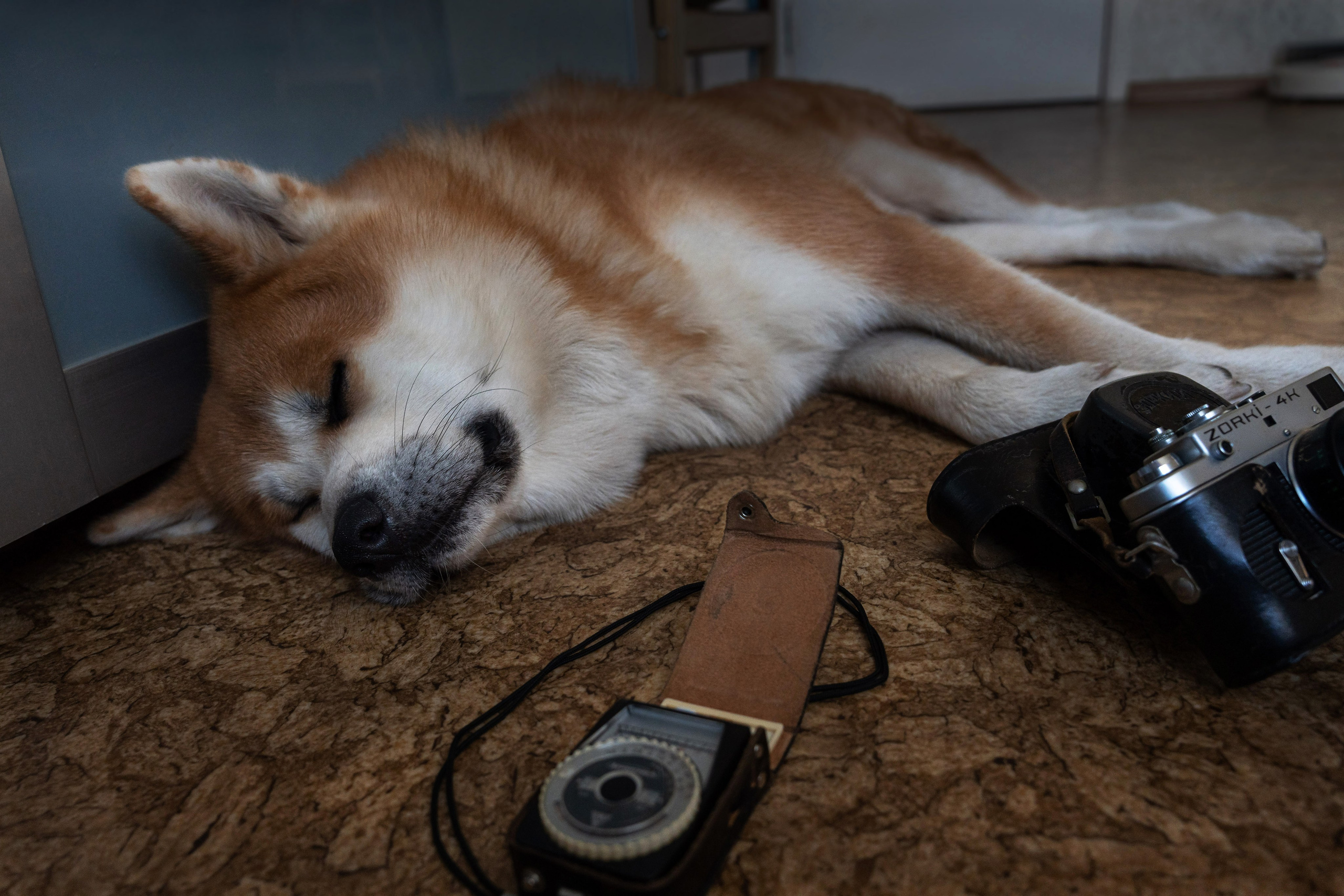 Животные. Фото, видео, монтаж