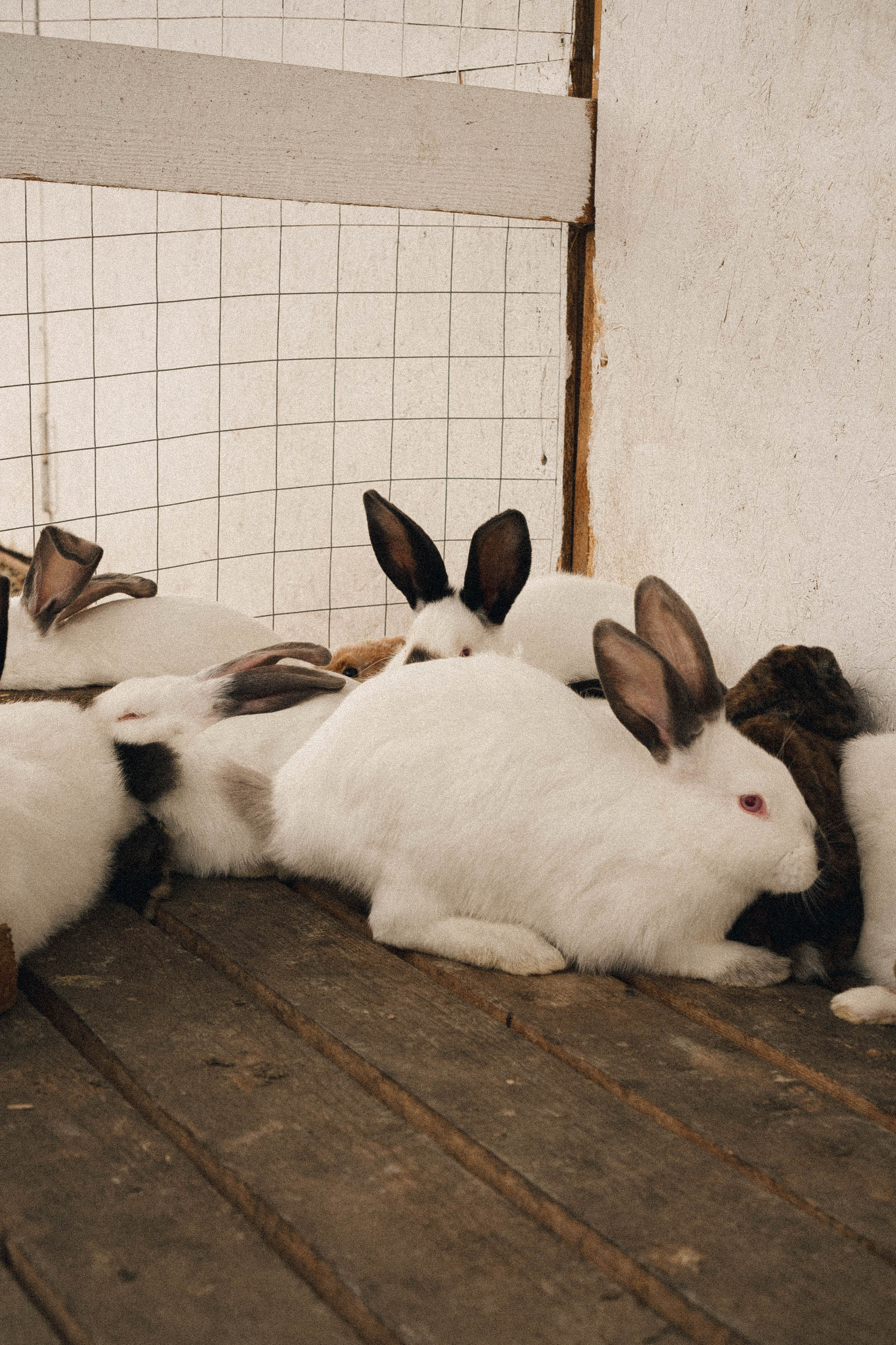 Ферма Альпак. Профессиональный фотограф, Санкт-Петербург — Виктория Богомолова