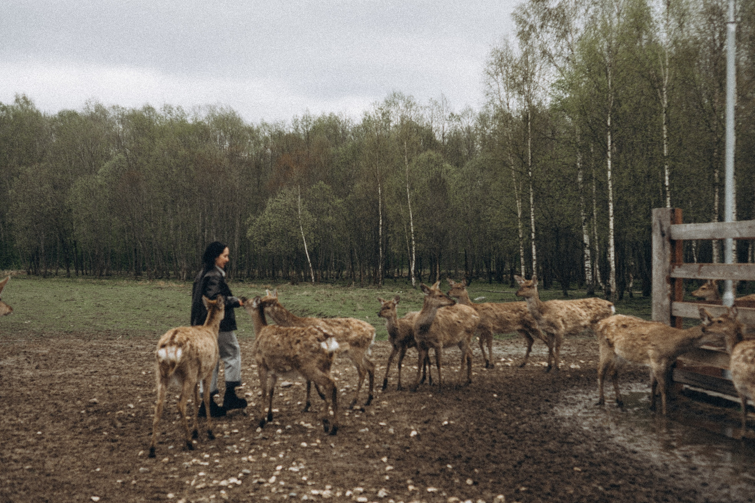ОЛЕНЬЯ ФЕРМА В ТВЕРИ. Профессиональный фотограф, Санкт-Петербург — Виктория Богомолова