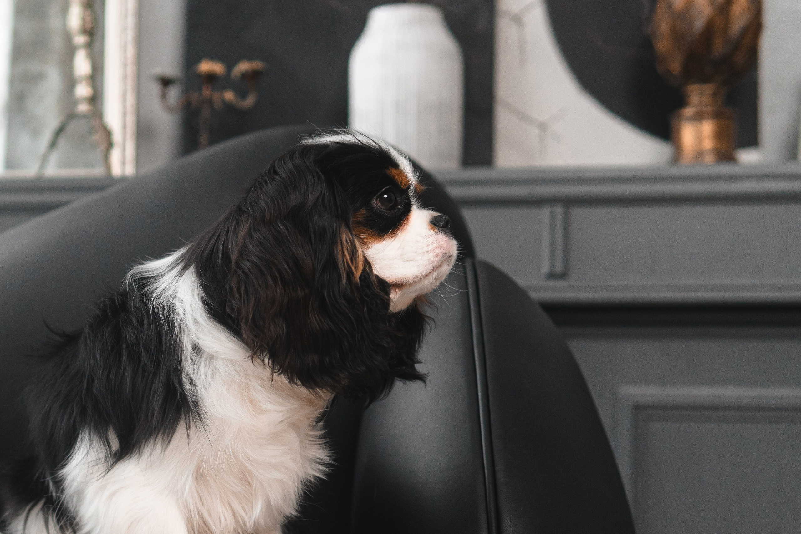 Belle Destino Harley Davidson: история о брутальном щенке. Портретный и репортажный фотограф в Воронеже: Анастасия Пузикова