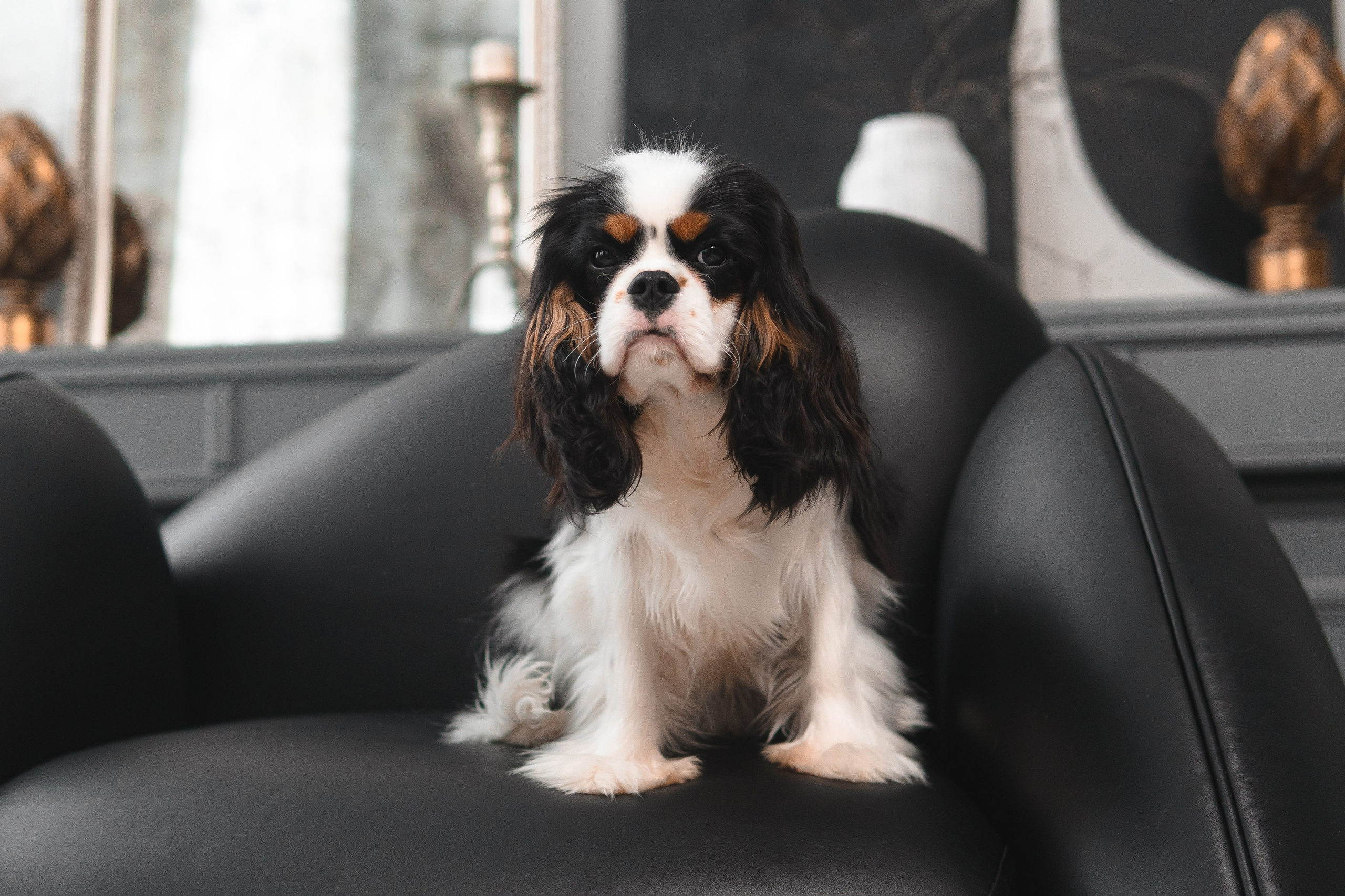 Belle Destino Harley Davidson: история о брутальном щенке. Портретный и репортажный фотограф в Воронеже: Анастасия Пузикова