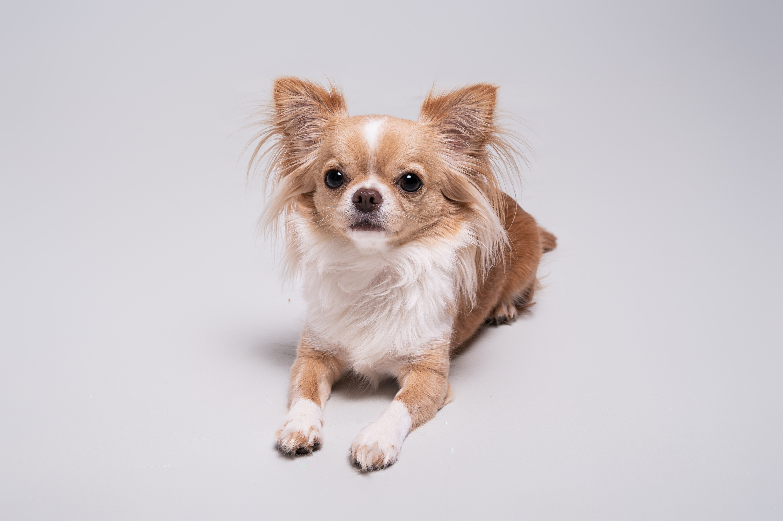 Мася: студийная история. Портретный и репортажный фотограф в Воронеже: Анастасия Пузикова