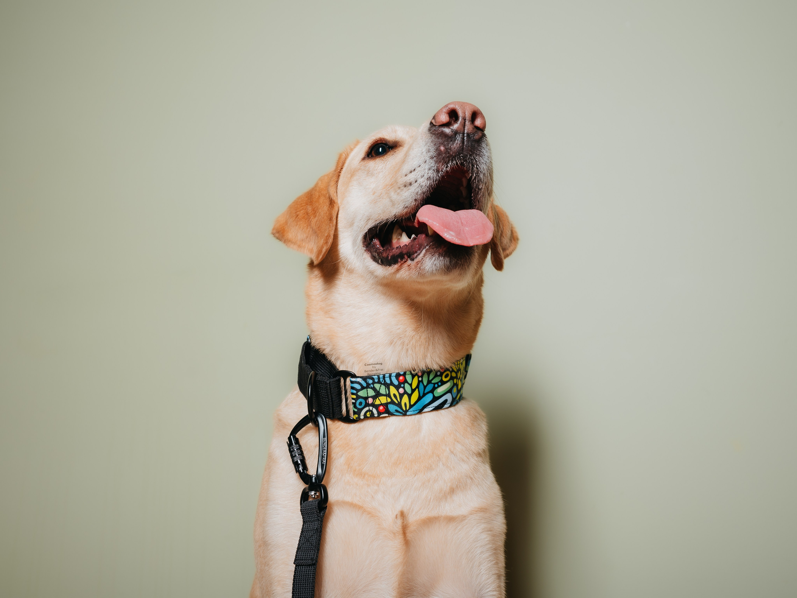 Cosmodog. Амуниция. Семейный фотограф анималист Ананьева Мария — Москва