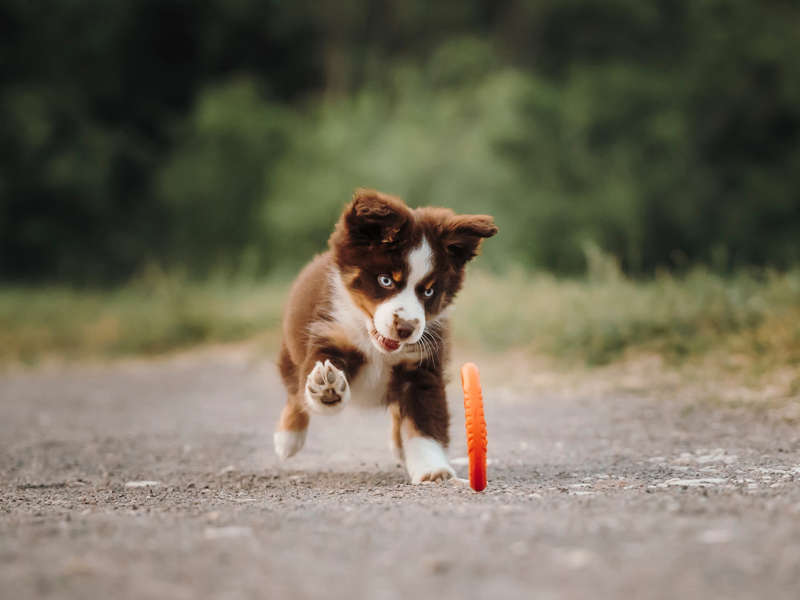 Вика, Ари и Нави. Семейный фотограф анималист Ананьева Мария — Москва