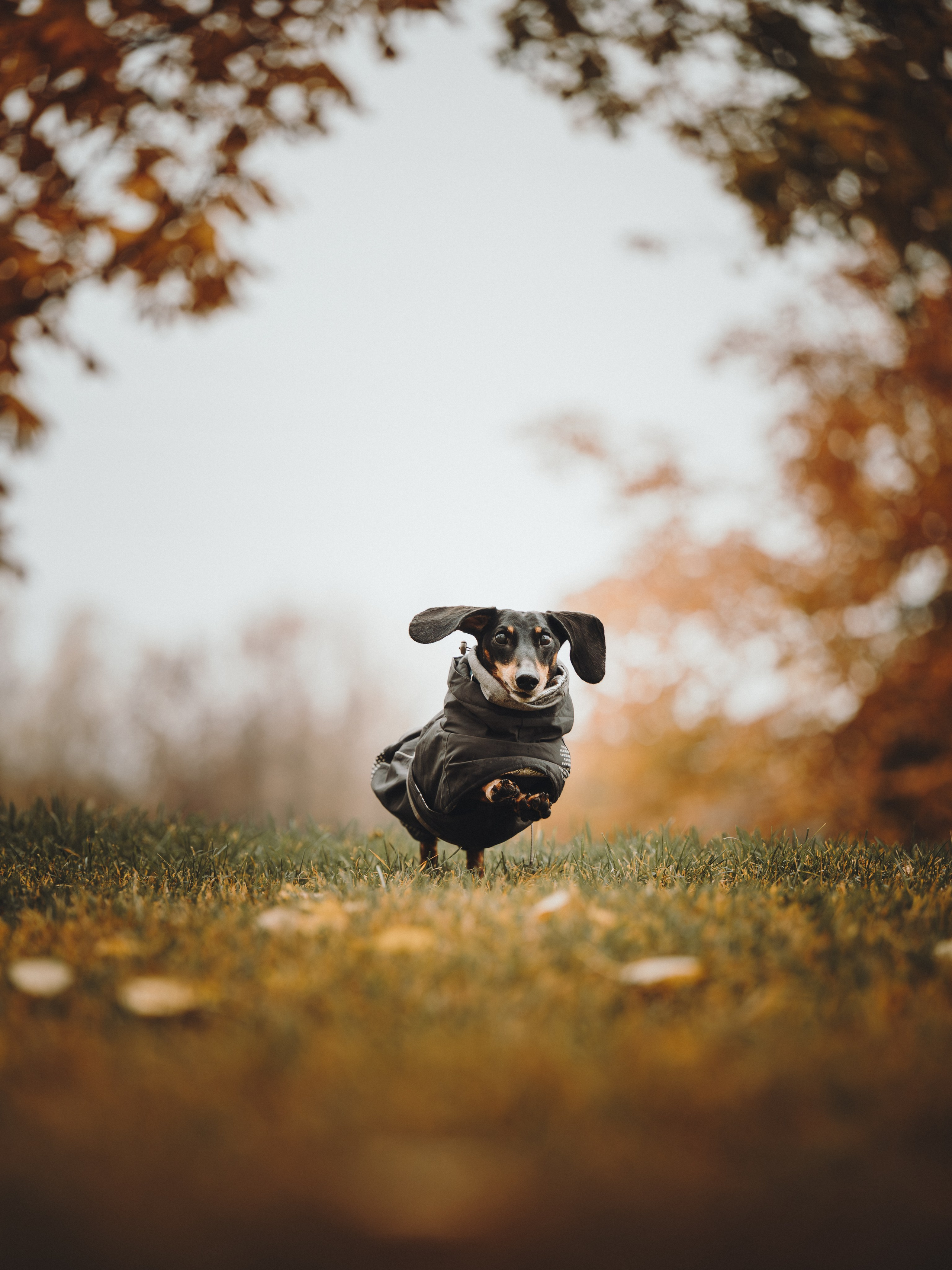 Аня, Оскар и Яр. Семейный фотограф анималист Ананьева Мария — Москва