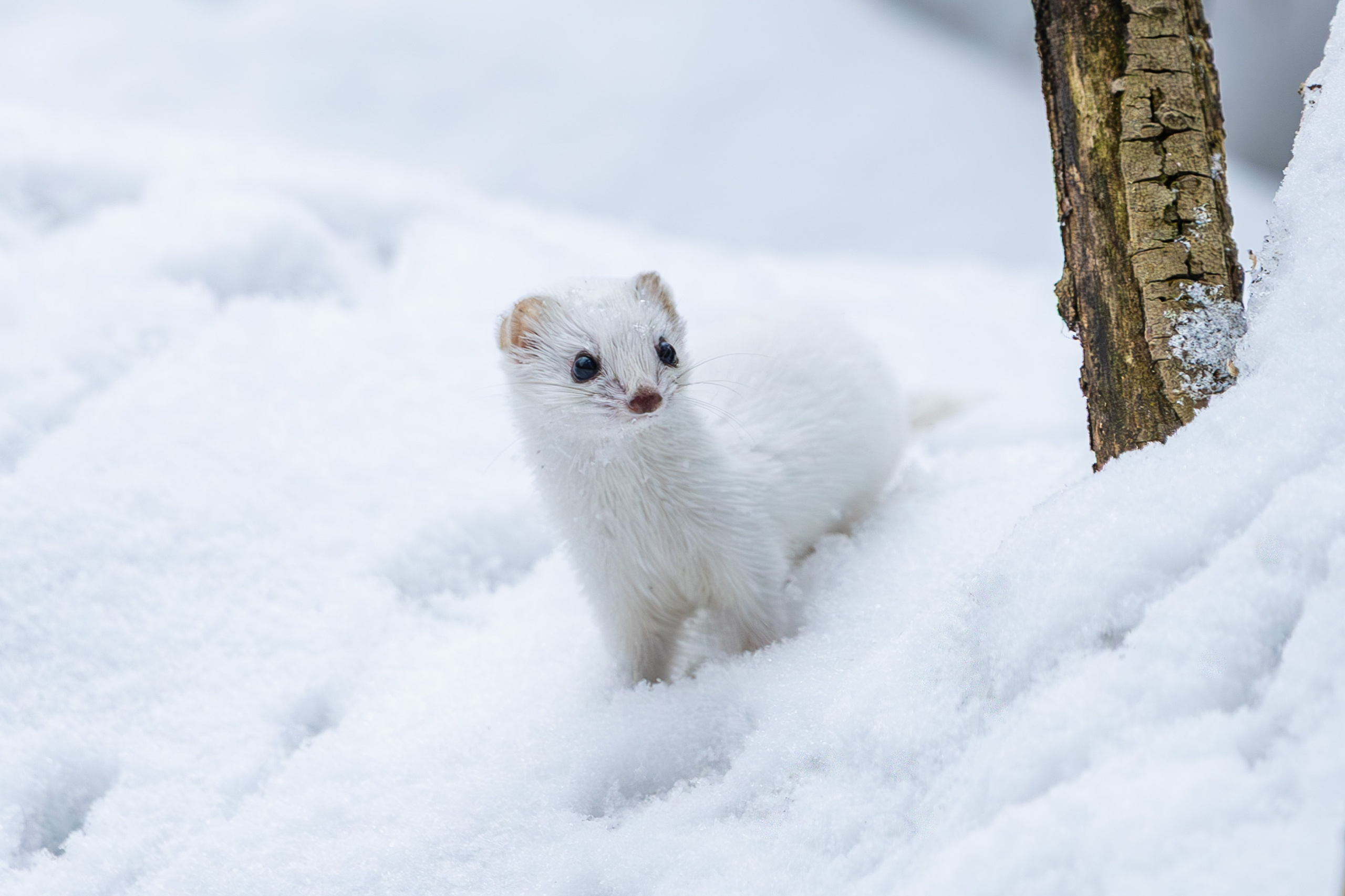 Природа. Фотограф Владимир Охрименко