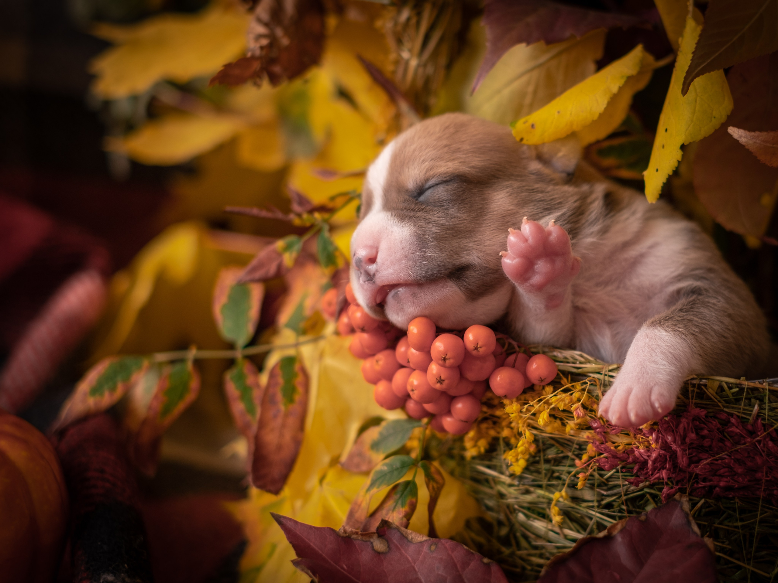 Новорожденные АСТ для Алиночки). Зоофотограф, фотограф животных в Москве и области Дина Дамоцева