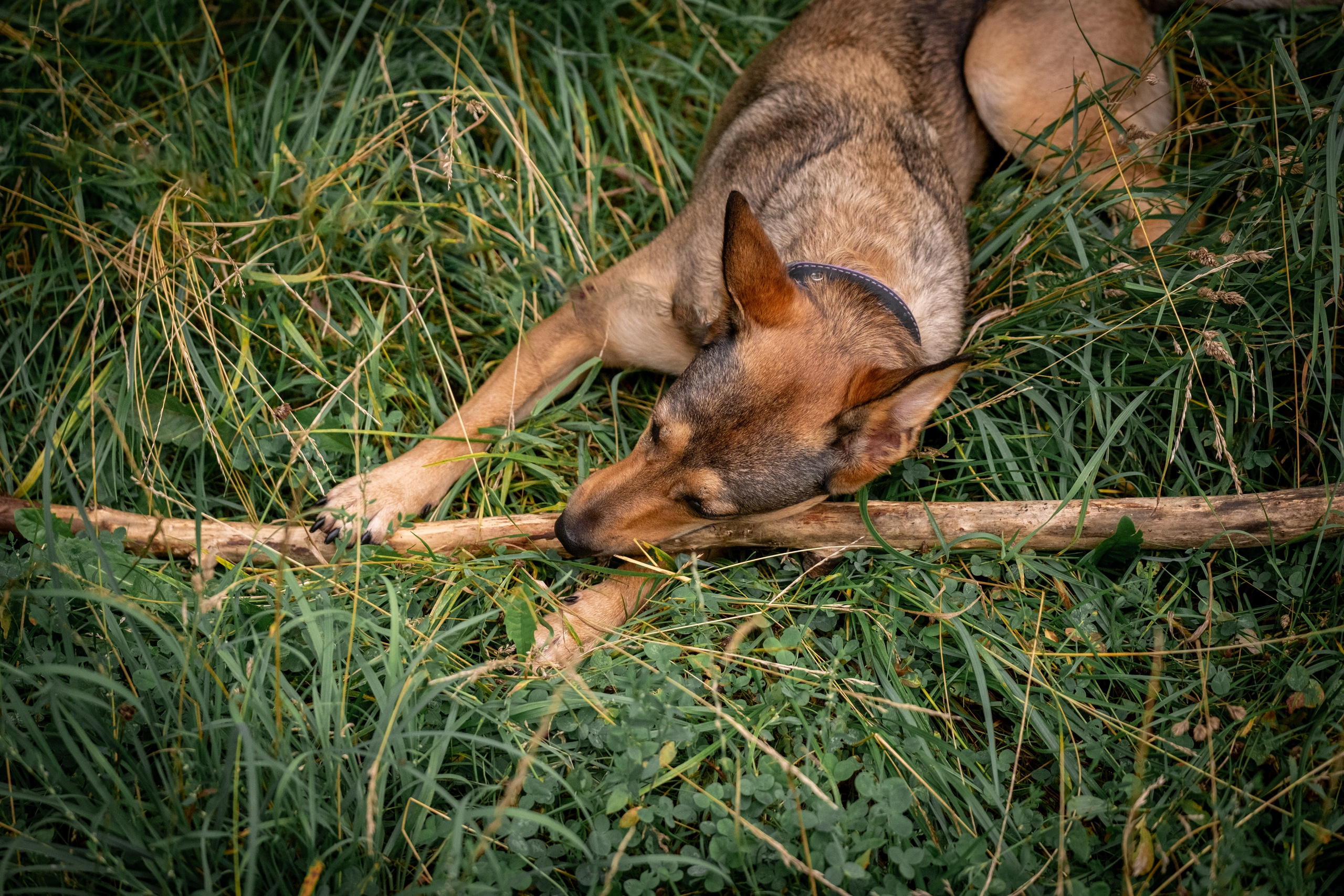 Надя и Луна. Зоофотограф, фотограф животных в Москве и области Дина Дамоцева