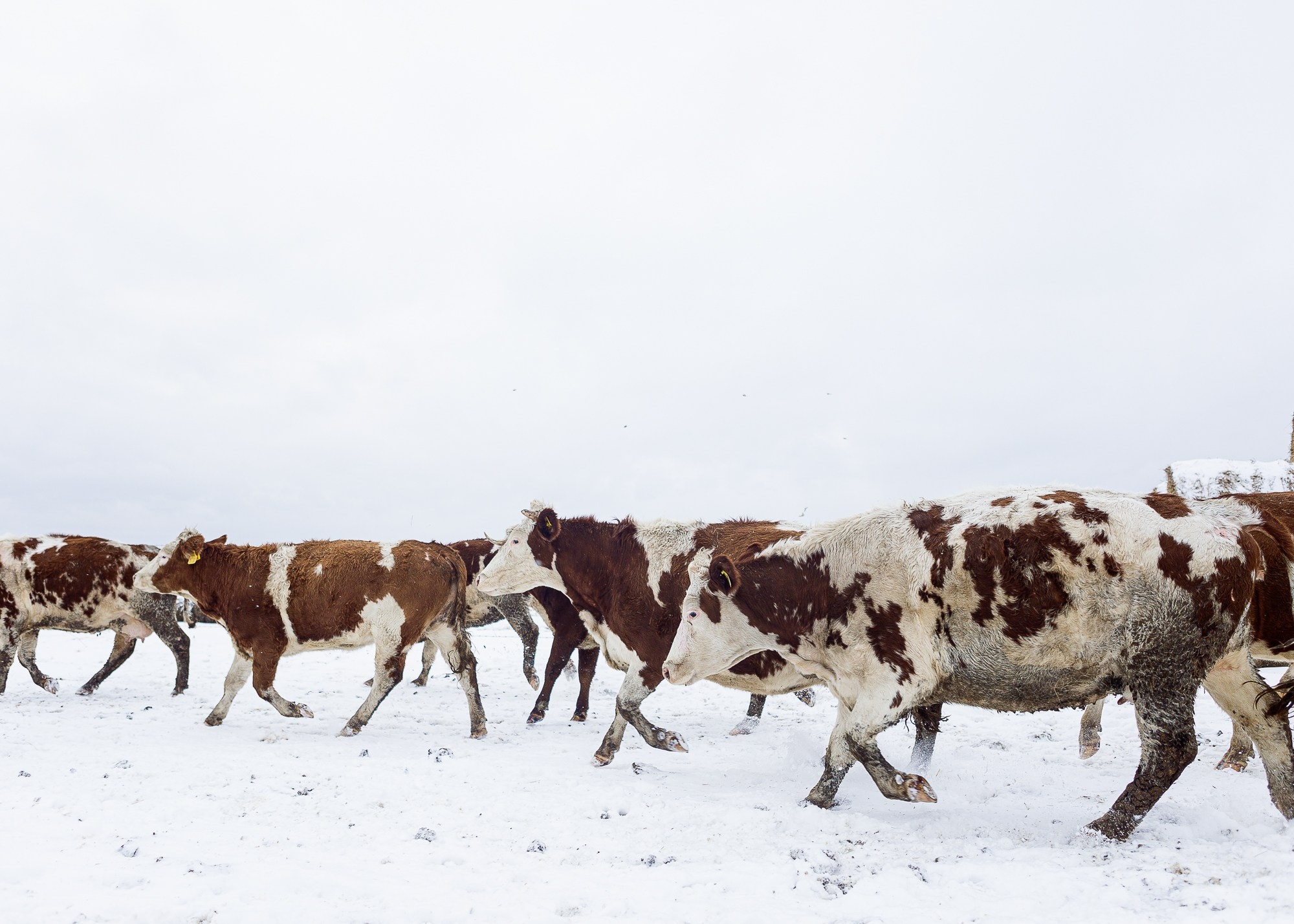 ЭкоНива — производитель молока № 1 в России