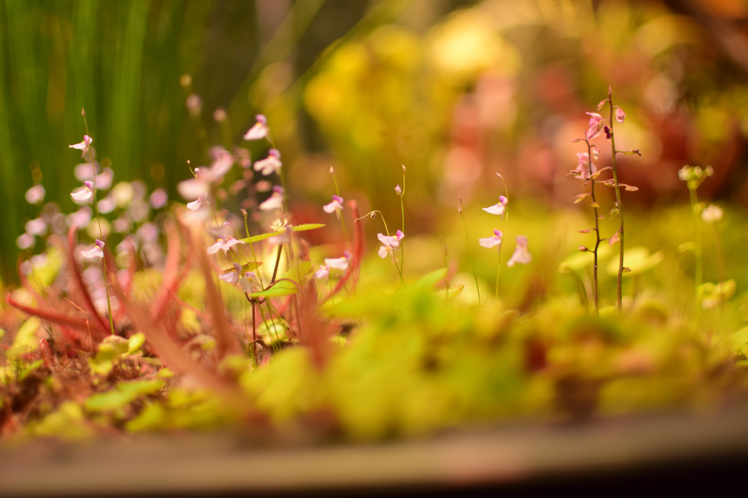 Ботаника. Фотограф • Елена Миронова