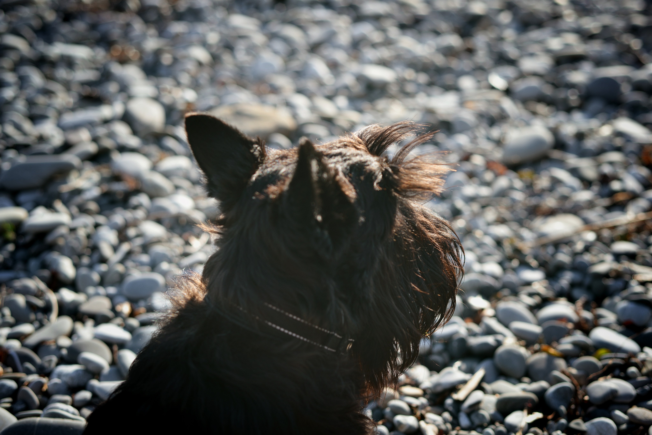 Животные. Фотограф • Елена Миронова