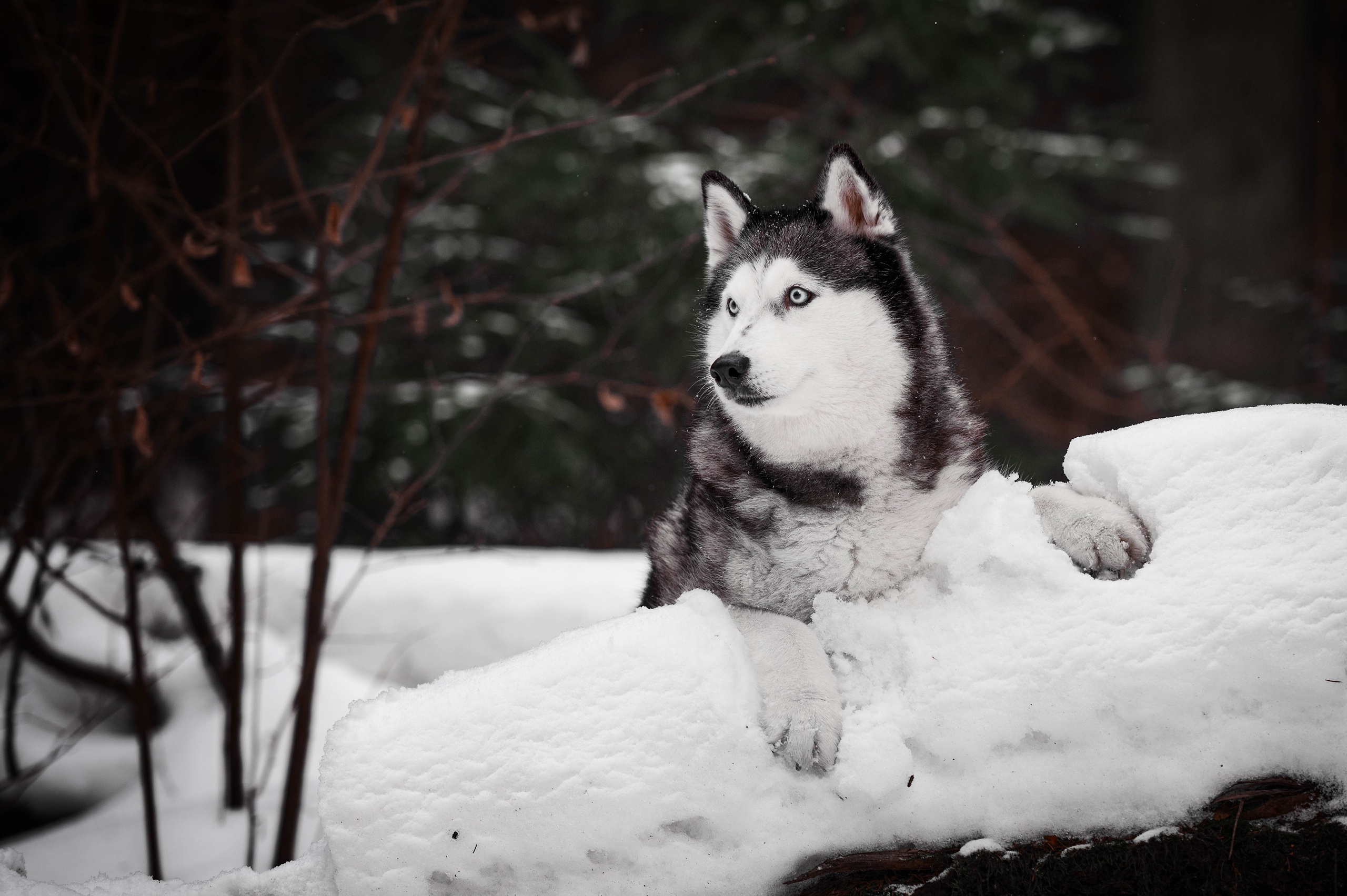 Шанель. Фотограф-анималист