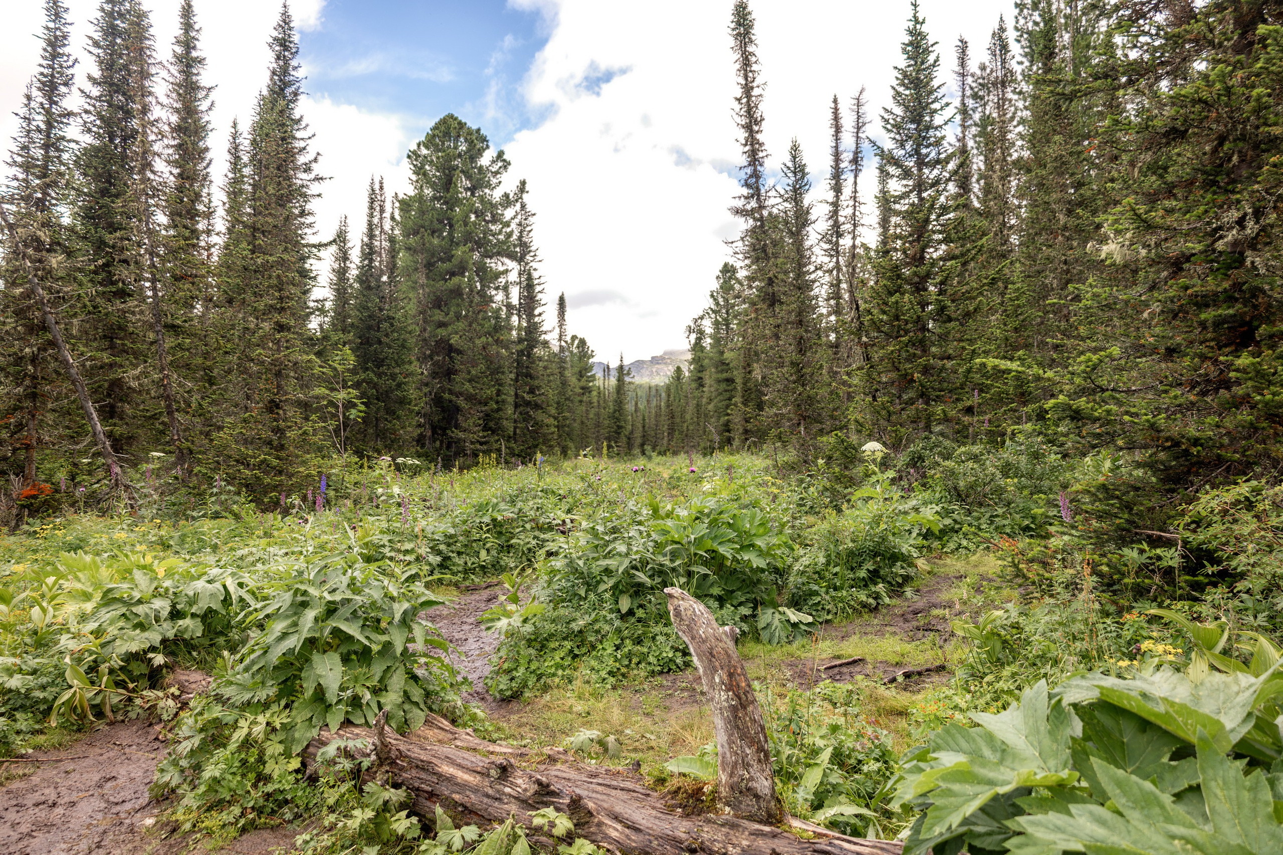 Ергаки. Семейный и детский фотограф в Красноярске, Дивногорцева Светлана