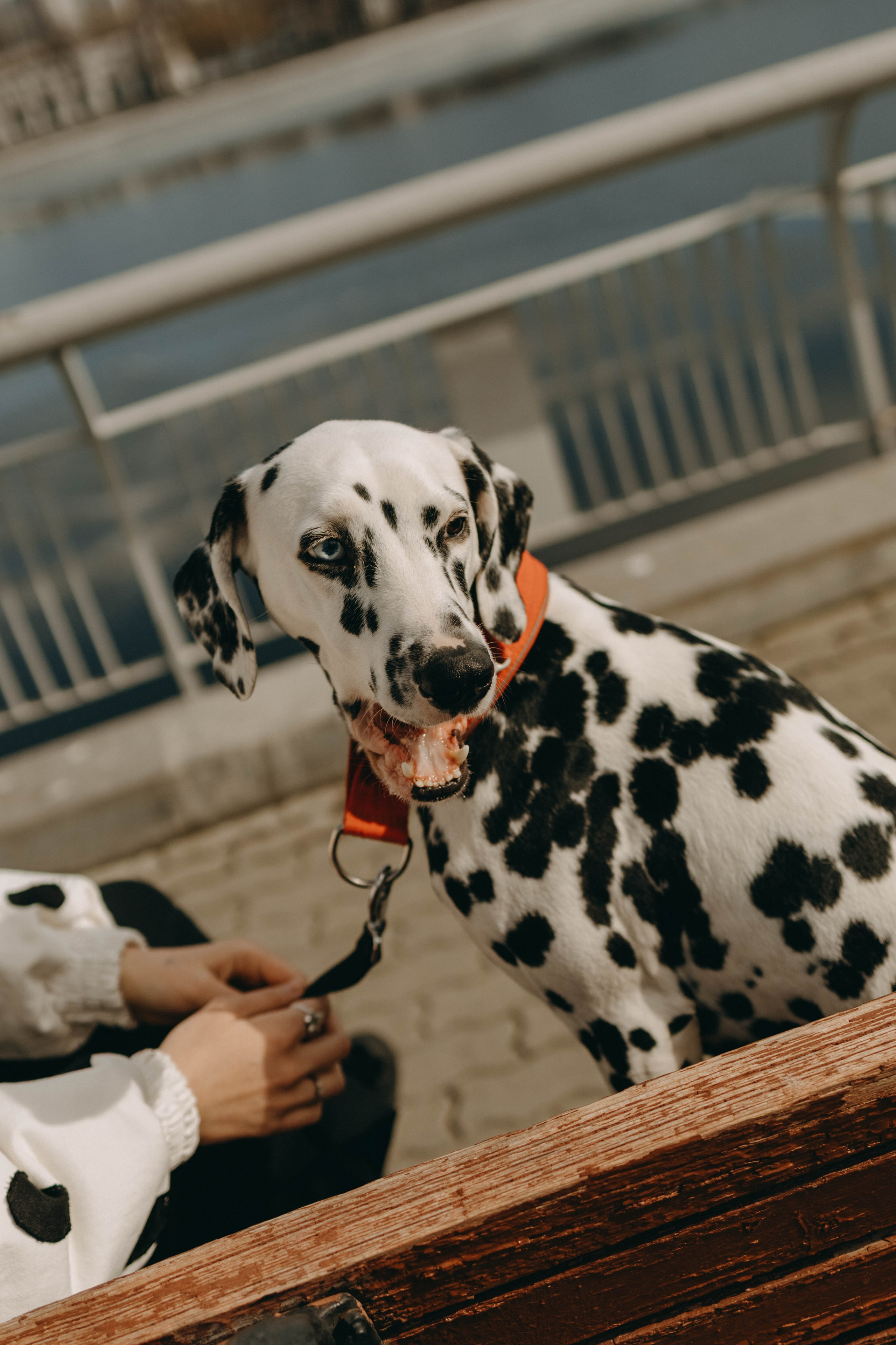 Диана и Лекса. Фотограф-анималист в Екатеринбурге | Кристина