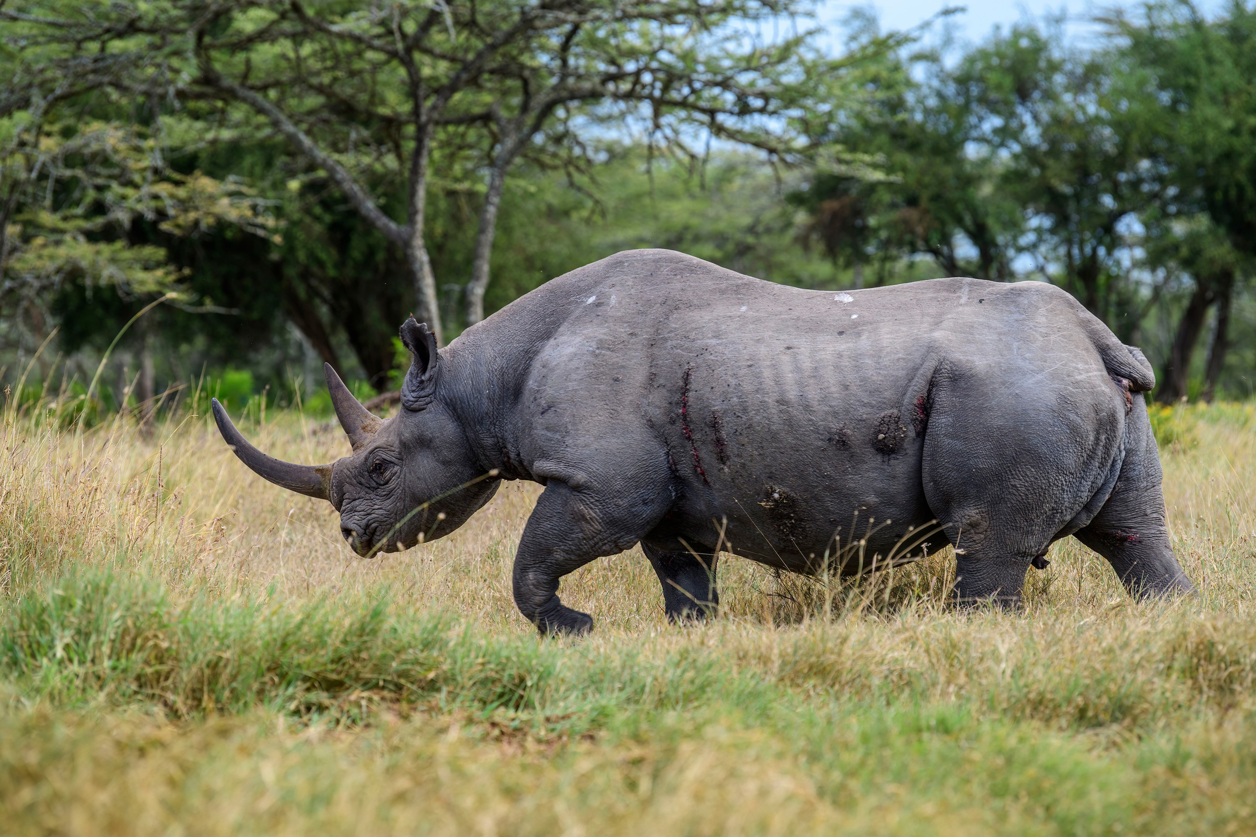 Кения. Wildlife photography by Sergey Puponin