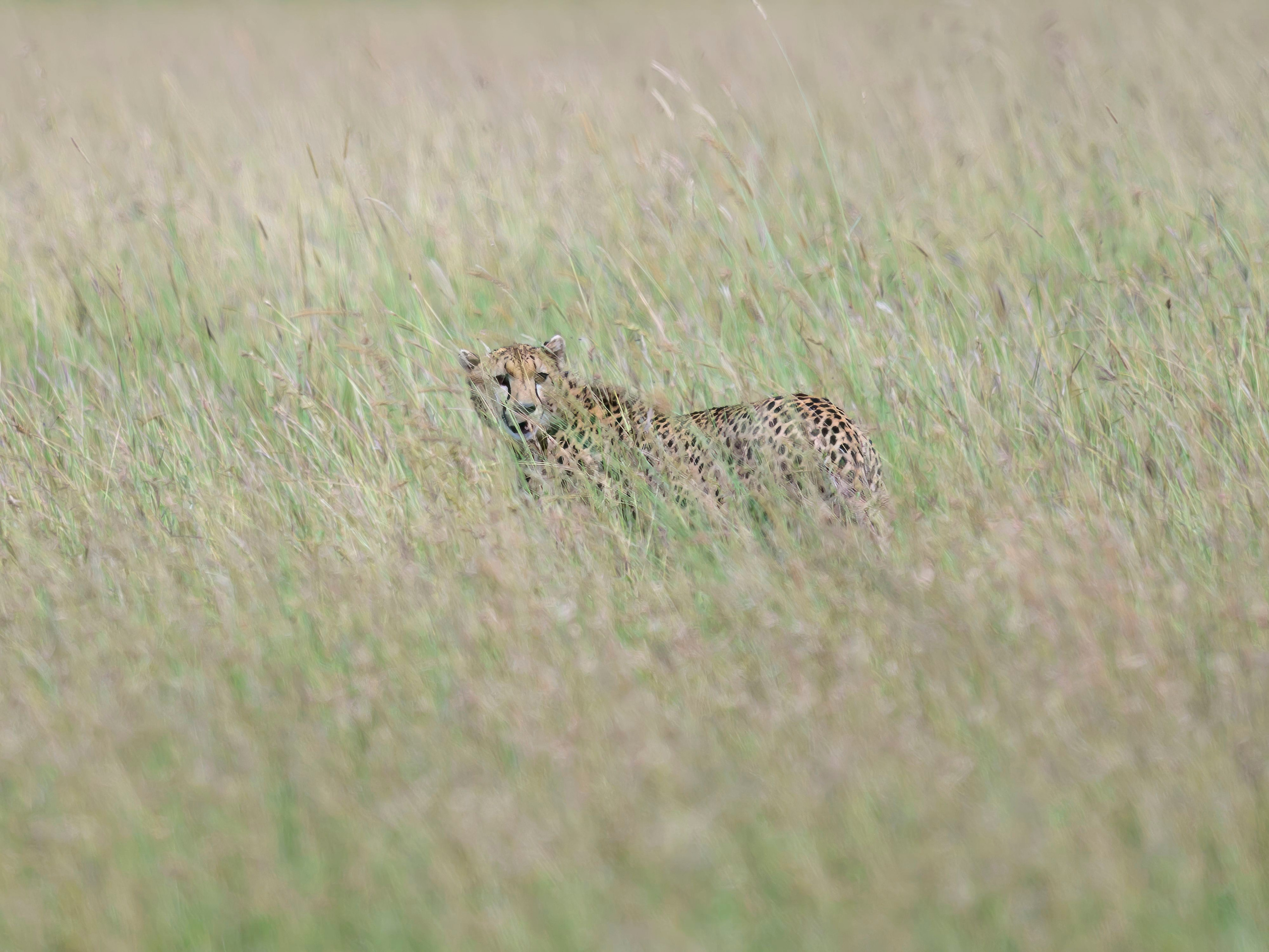 Кения. Wildlife photography by Sergey Puponin