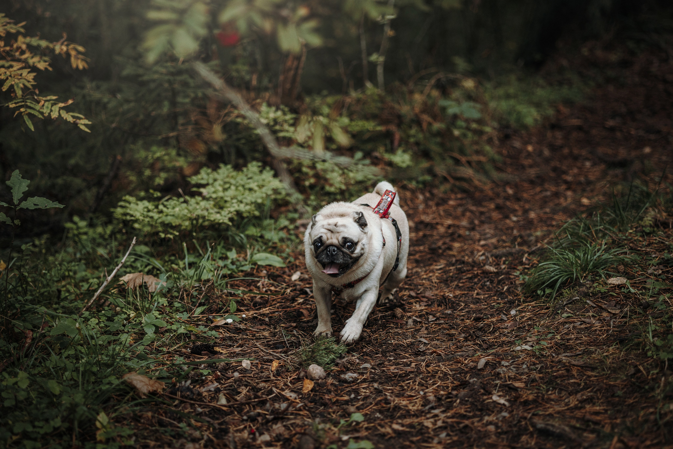 Девочки и их семья. Фотограф — Анималист | Санкт-Петербург