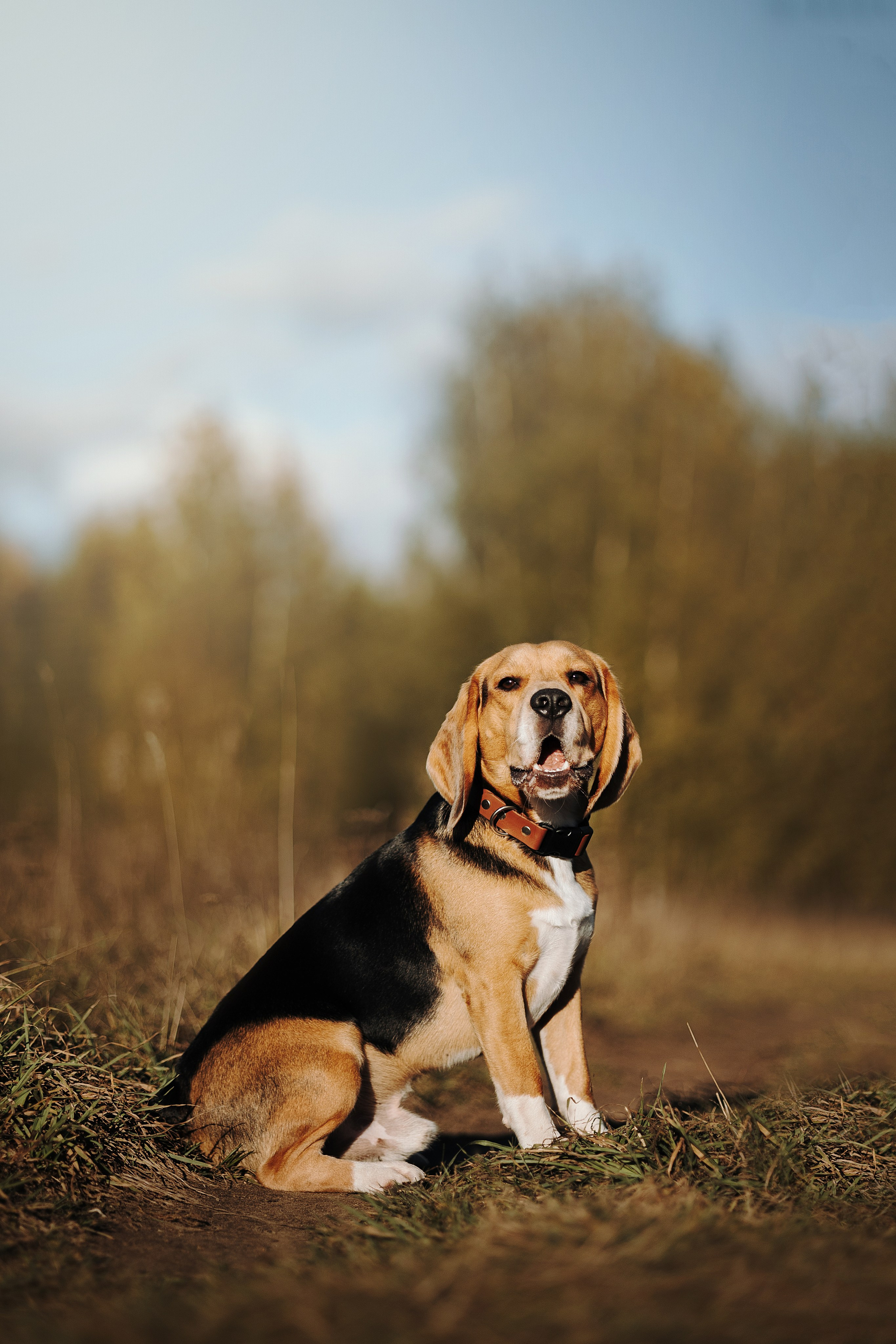 Оуджи и его семья. Фотограф — Анималист | Санкт-Петербург