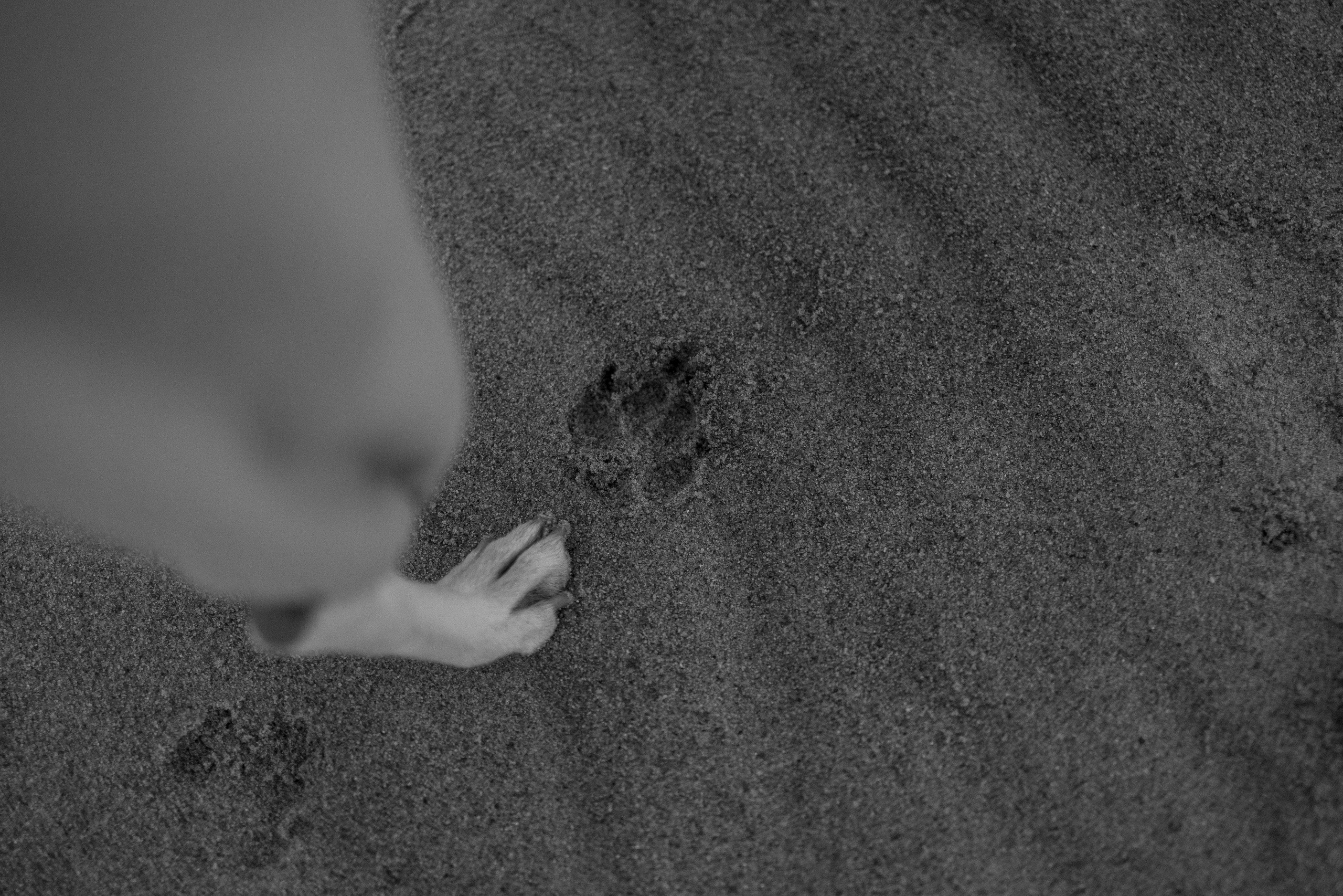 Алиса и Лео. Фотограф — Анималист | Санкт-Петербург