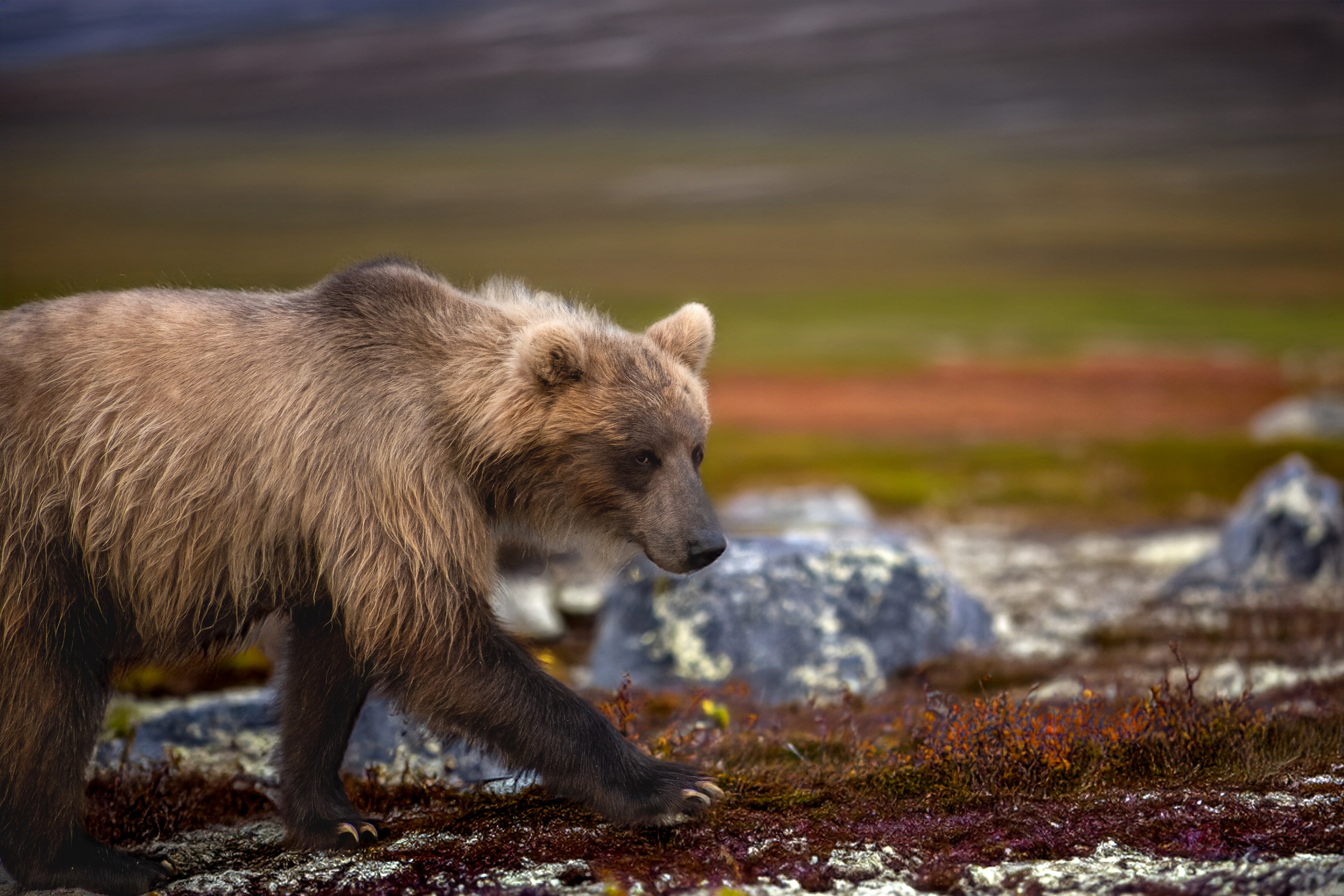 Камчатка. Фотограф в Санкт-Петербурге Вихтинский Николай