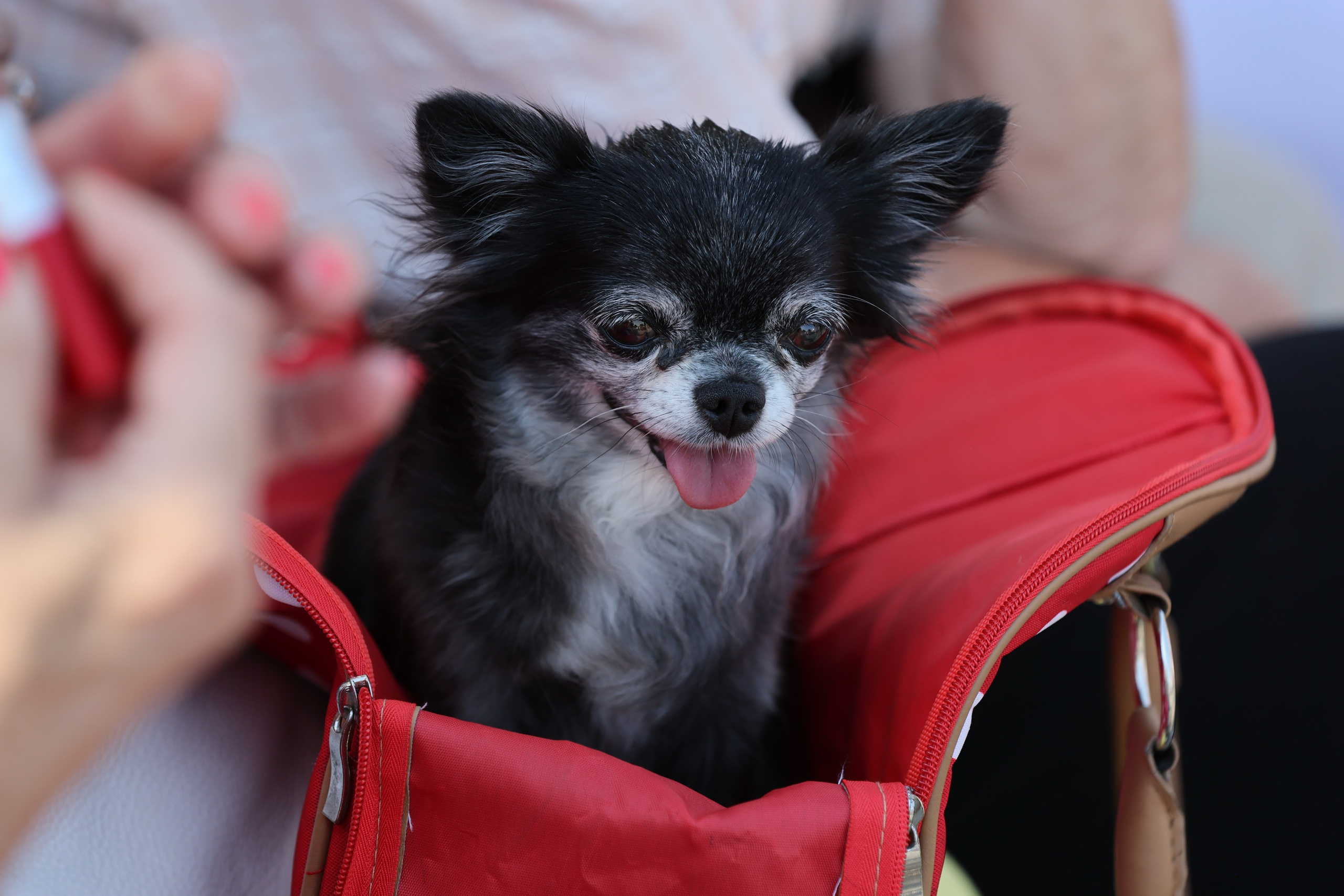 Льняная Палитра 2025 (Плес). Портретный фотограф в Москве Павел Горчаков