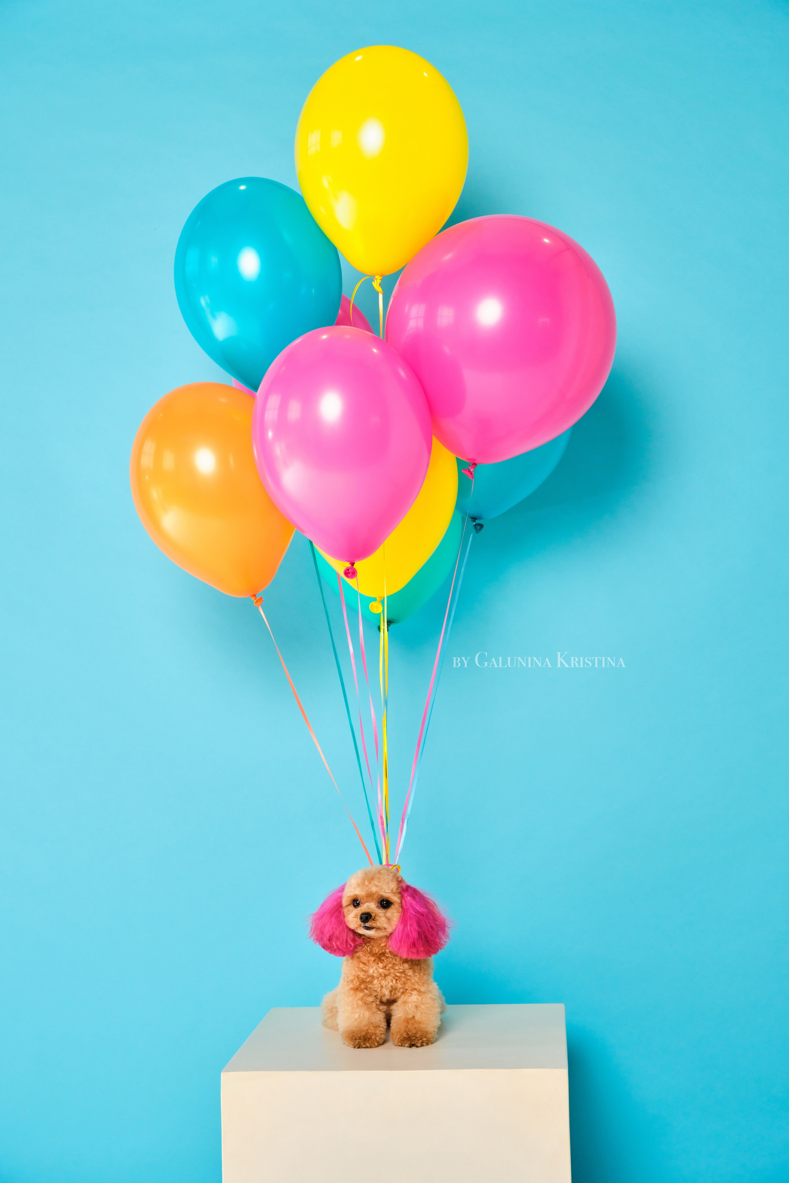 Фото с животными альбом. Фотограф в Москве — Галунина Кристина